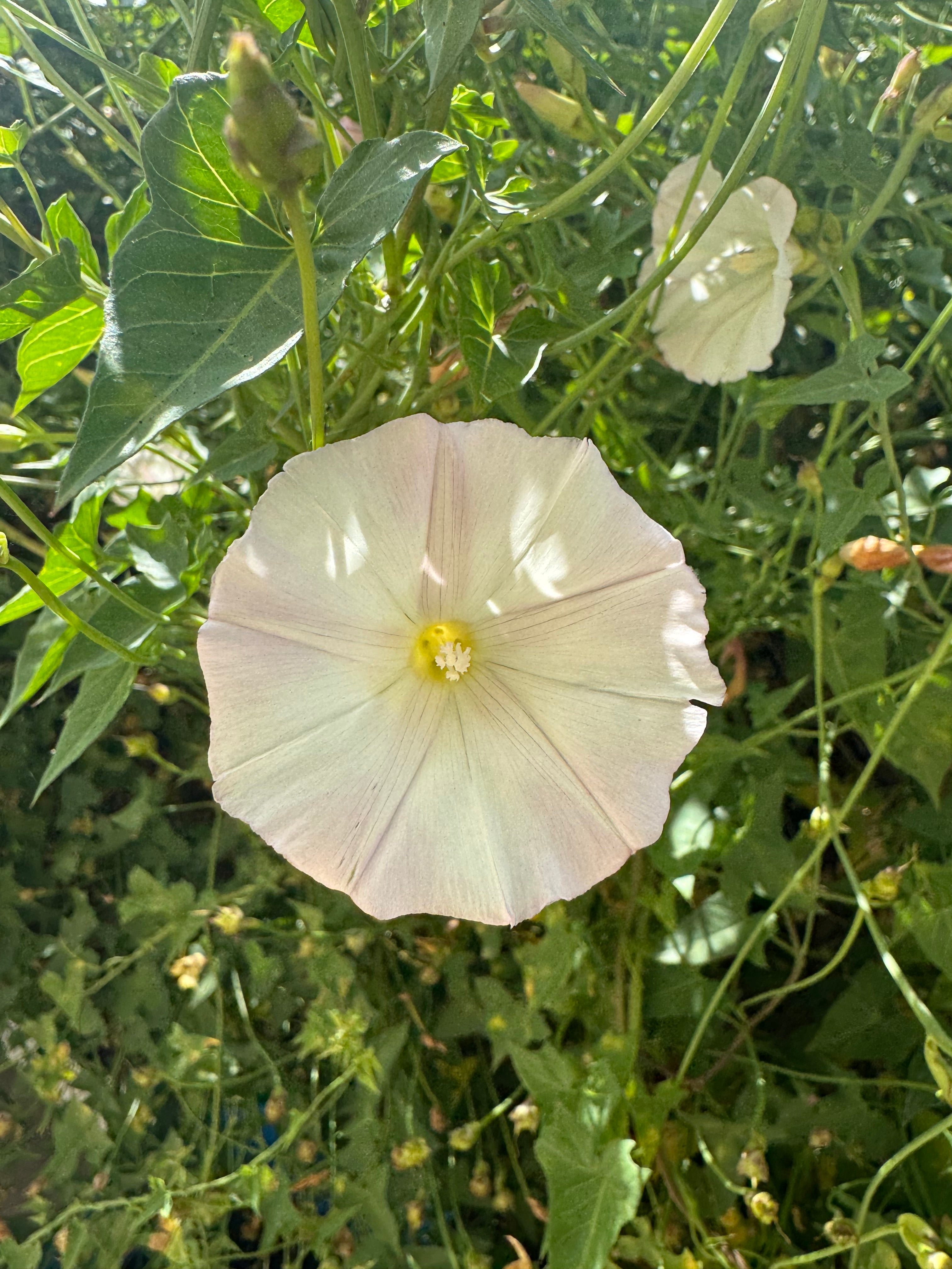 Western Chaparral Morning Glory | Calystegia occidentalis