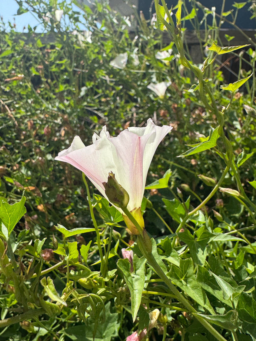 Western Chaparral Morning Glory | Calystegia occidentalis