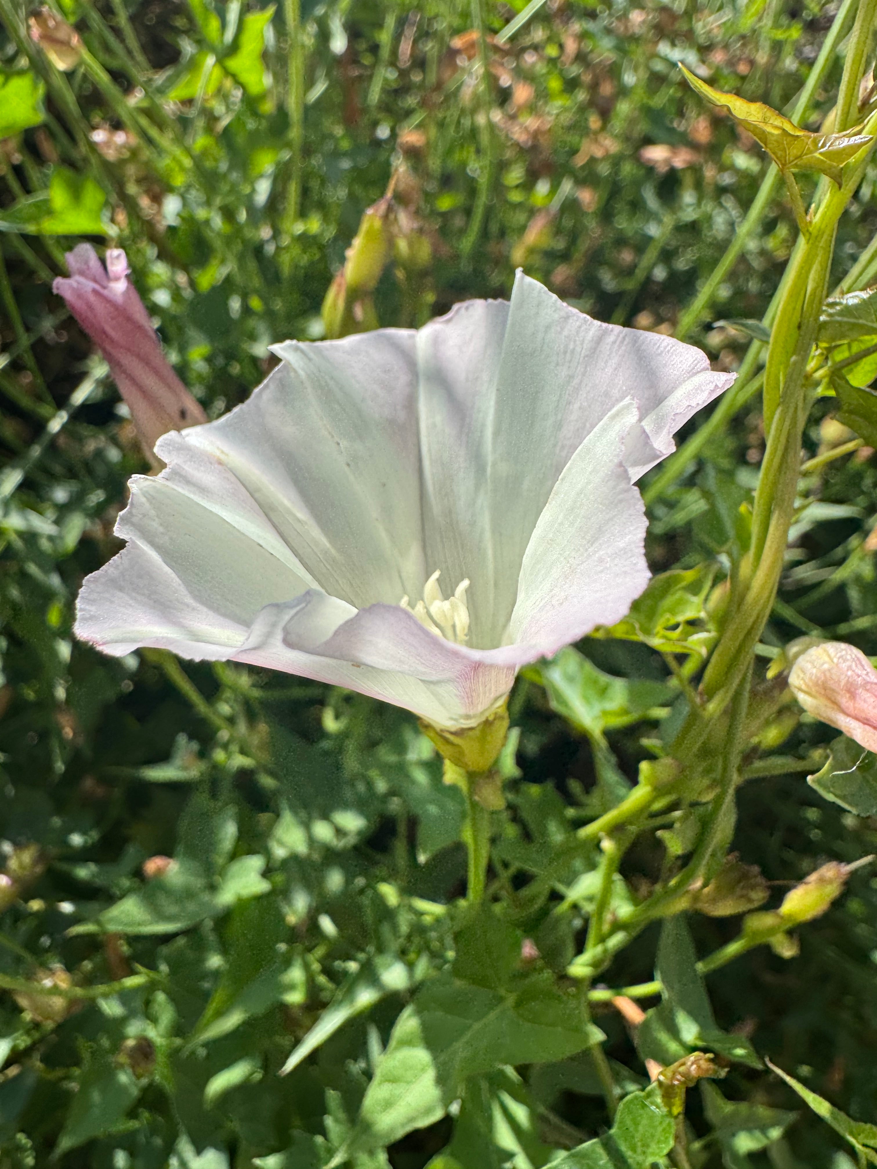 Western Chaparral Morning Glory | Calystegia occidentalis