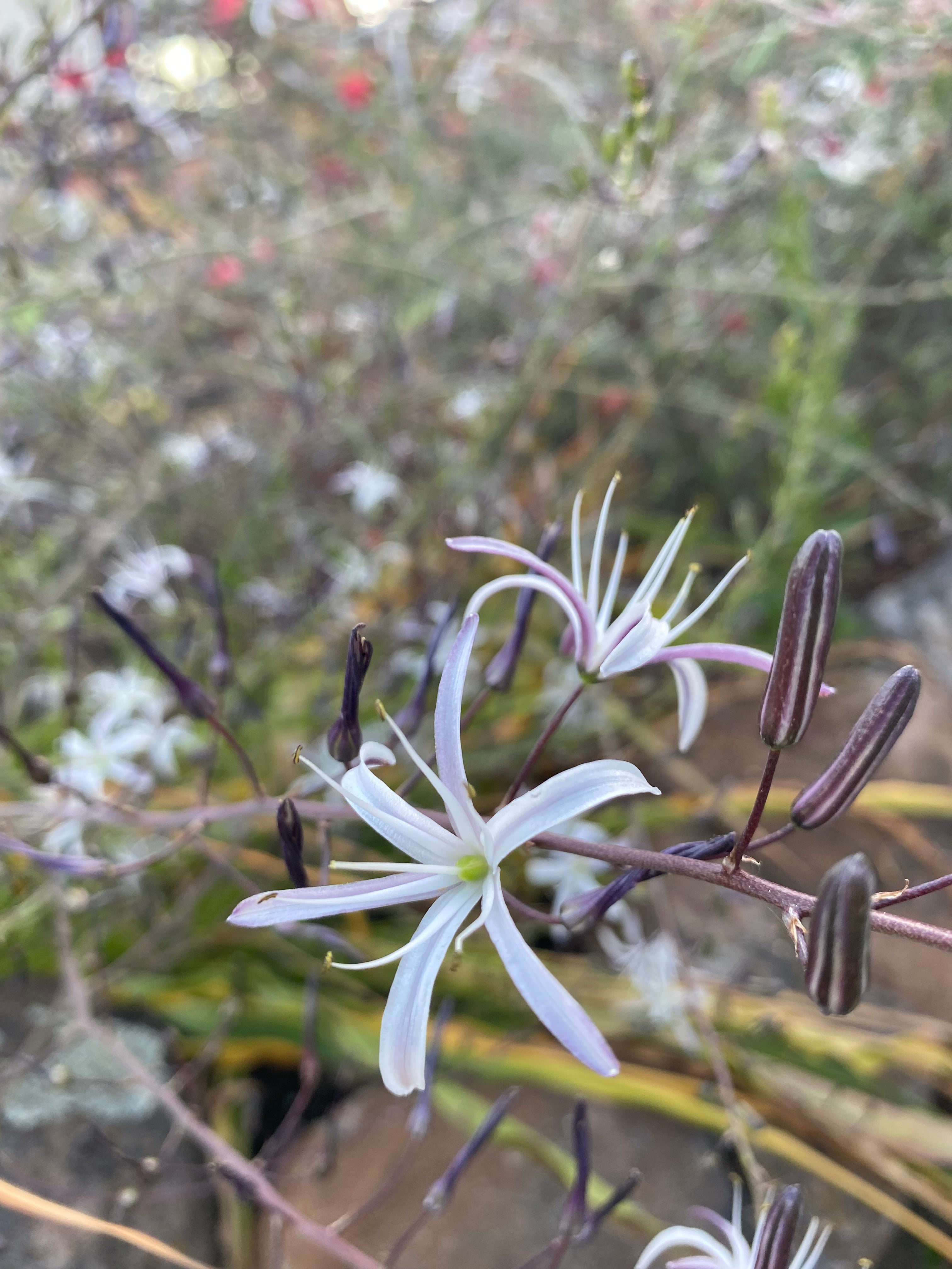 Soap Plant | Chlorogalum pomeridianum