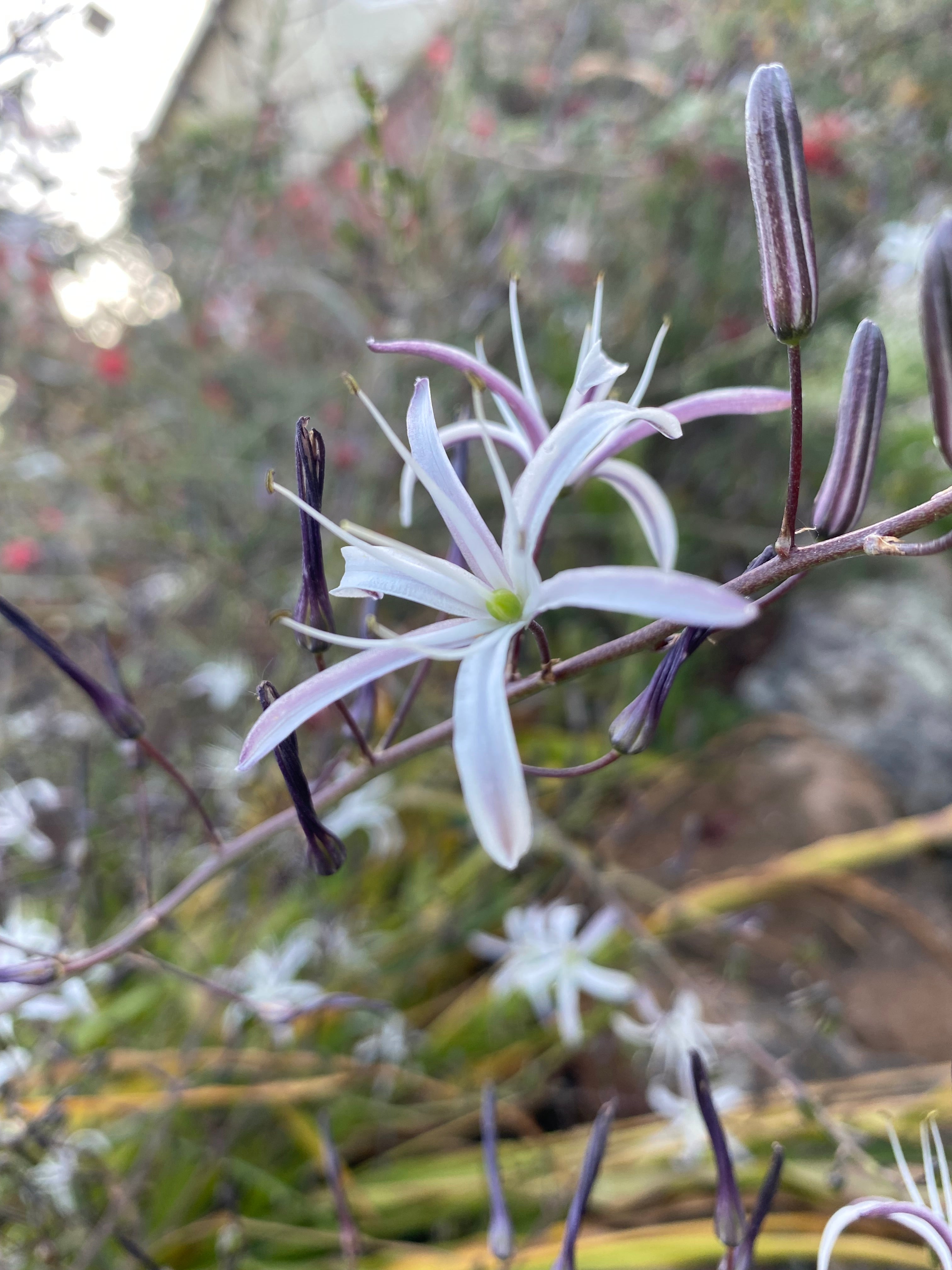 Soap Plant | Chlorogalum pomeridianum
