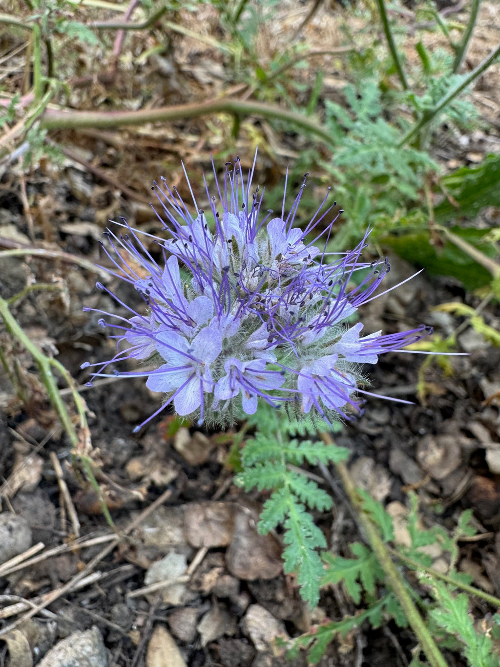 Lacy Phacelia | Phacelia tanacetifolia