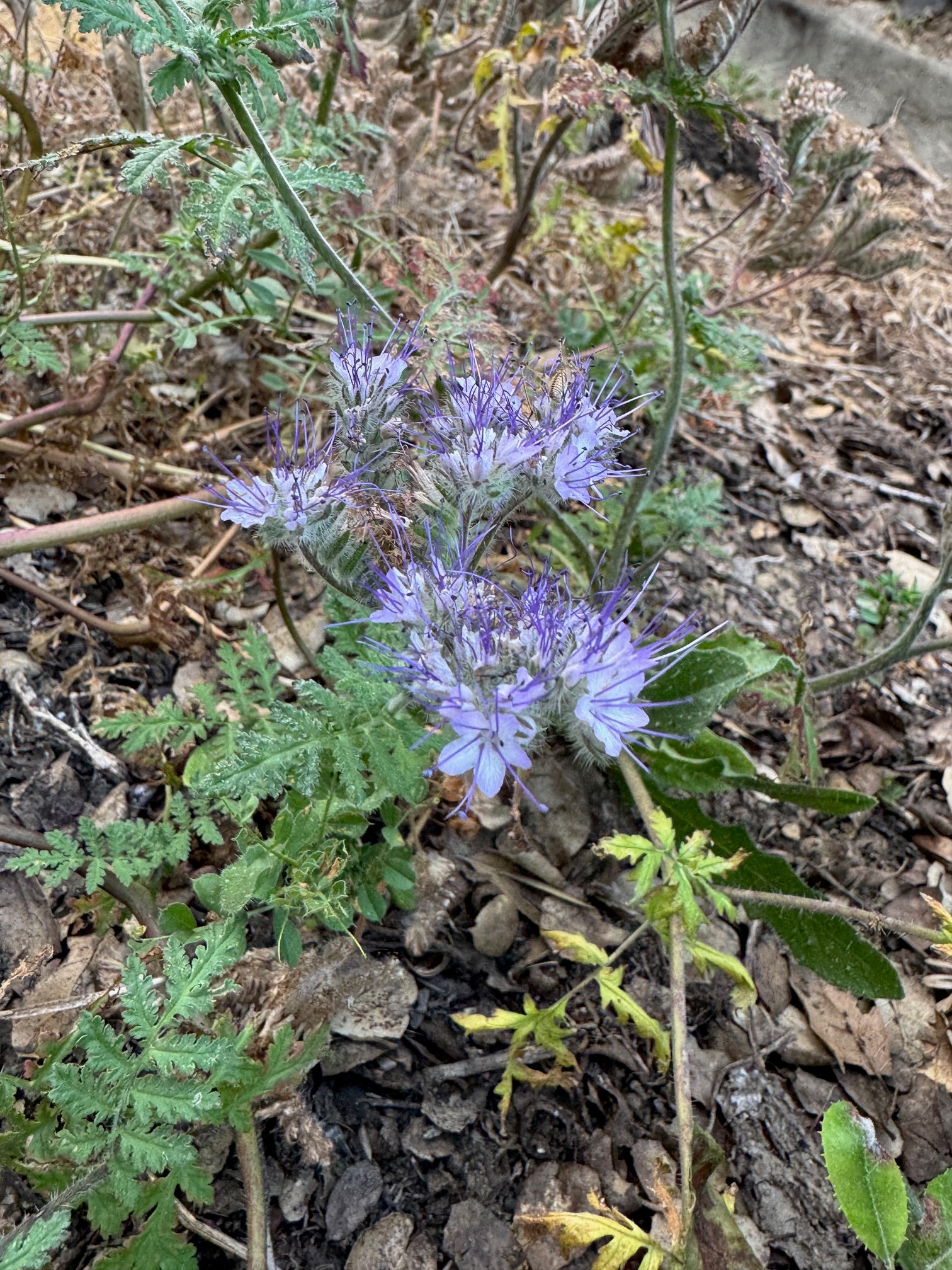 Lacy Phacelia | Phacelia tanacetifolia seeds