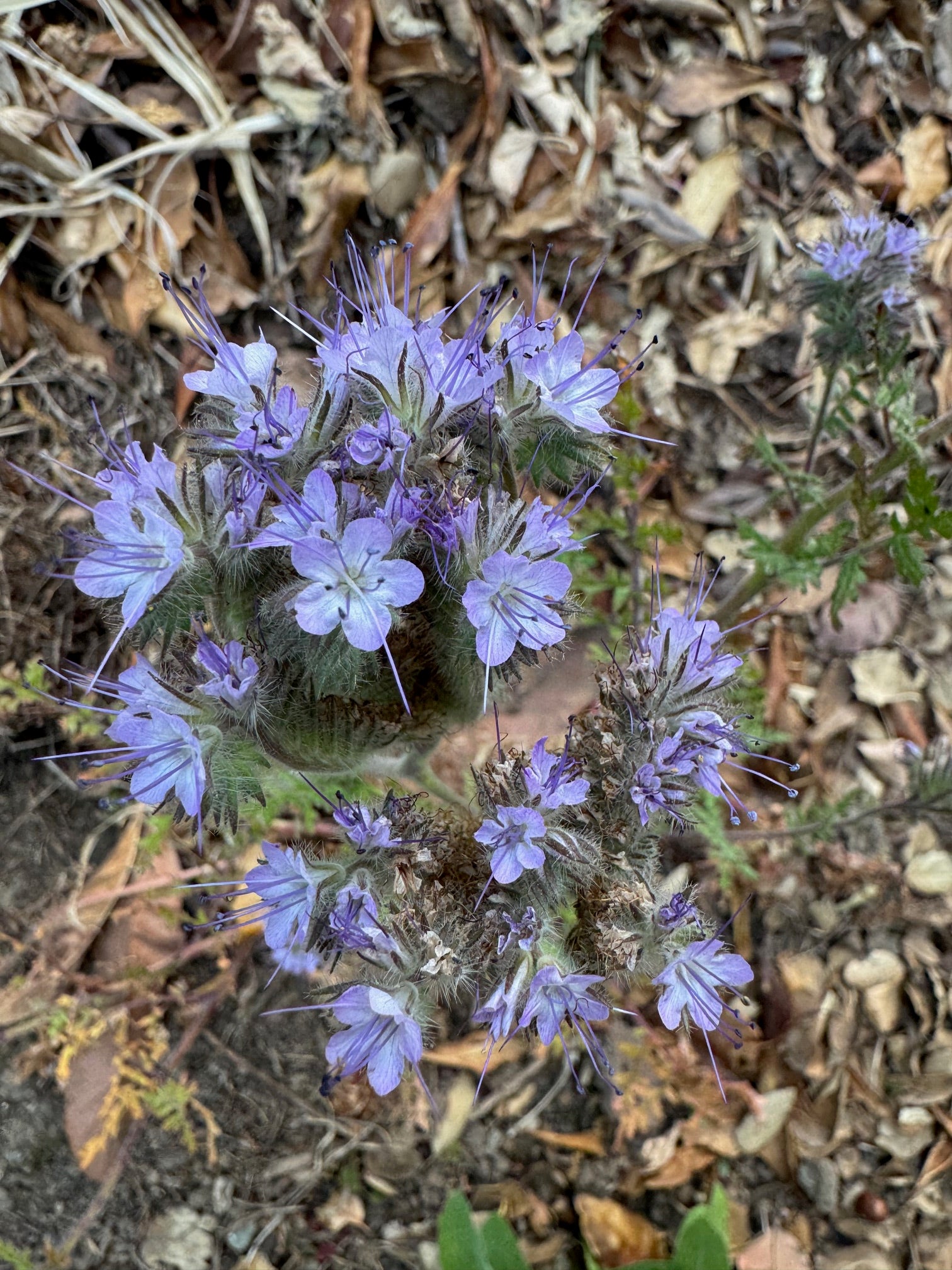Lacy Phacelia | Phacelia tanacetifolia seeds