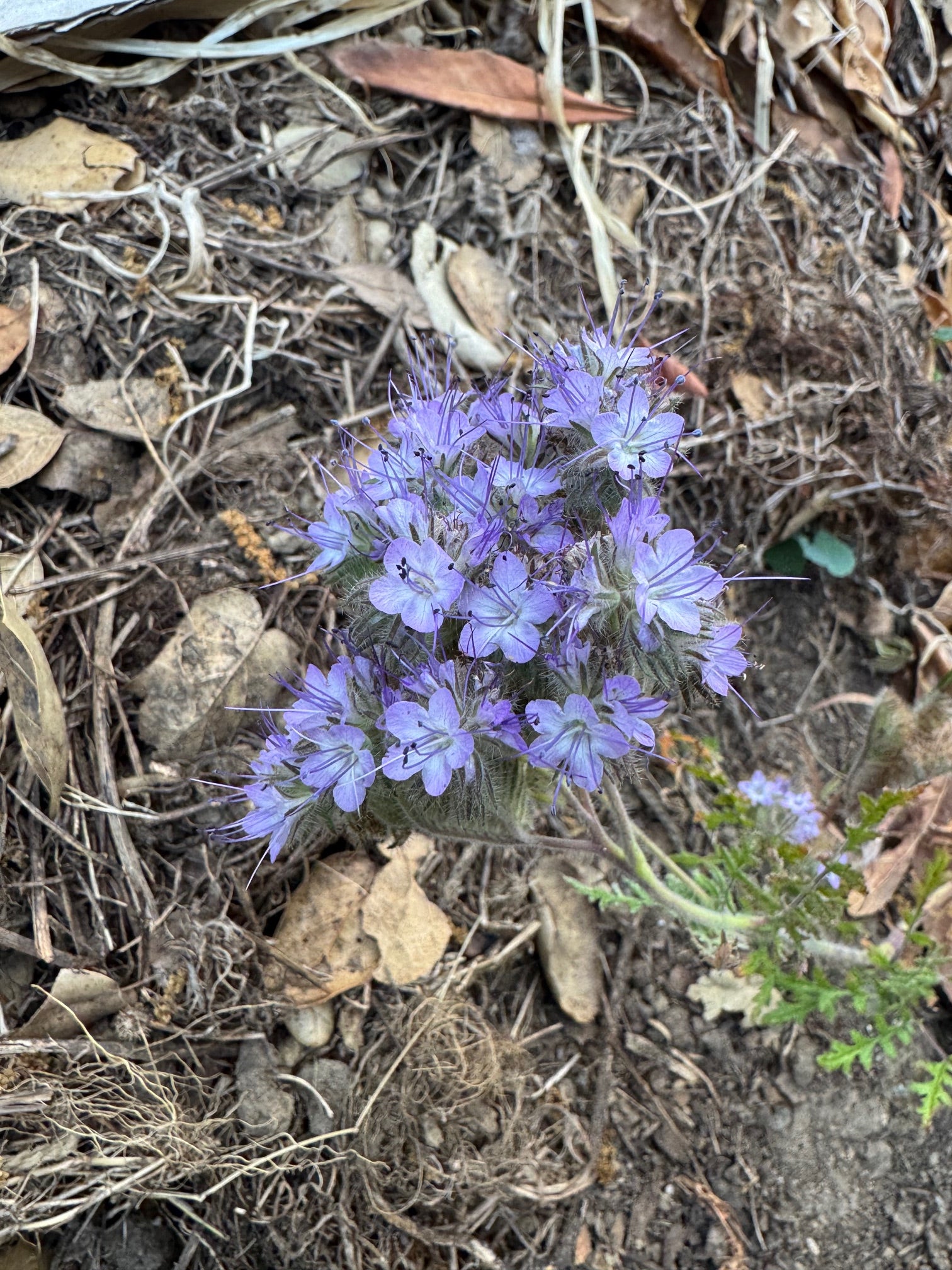 Lacy Phacelia | Phacelia tanacetifolia seeds