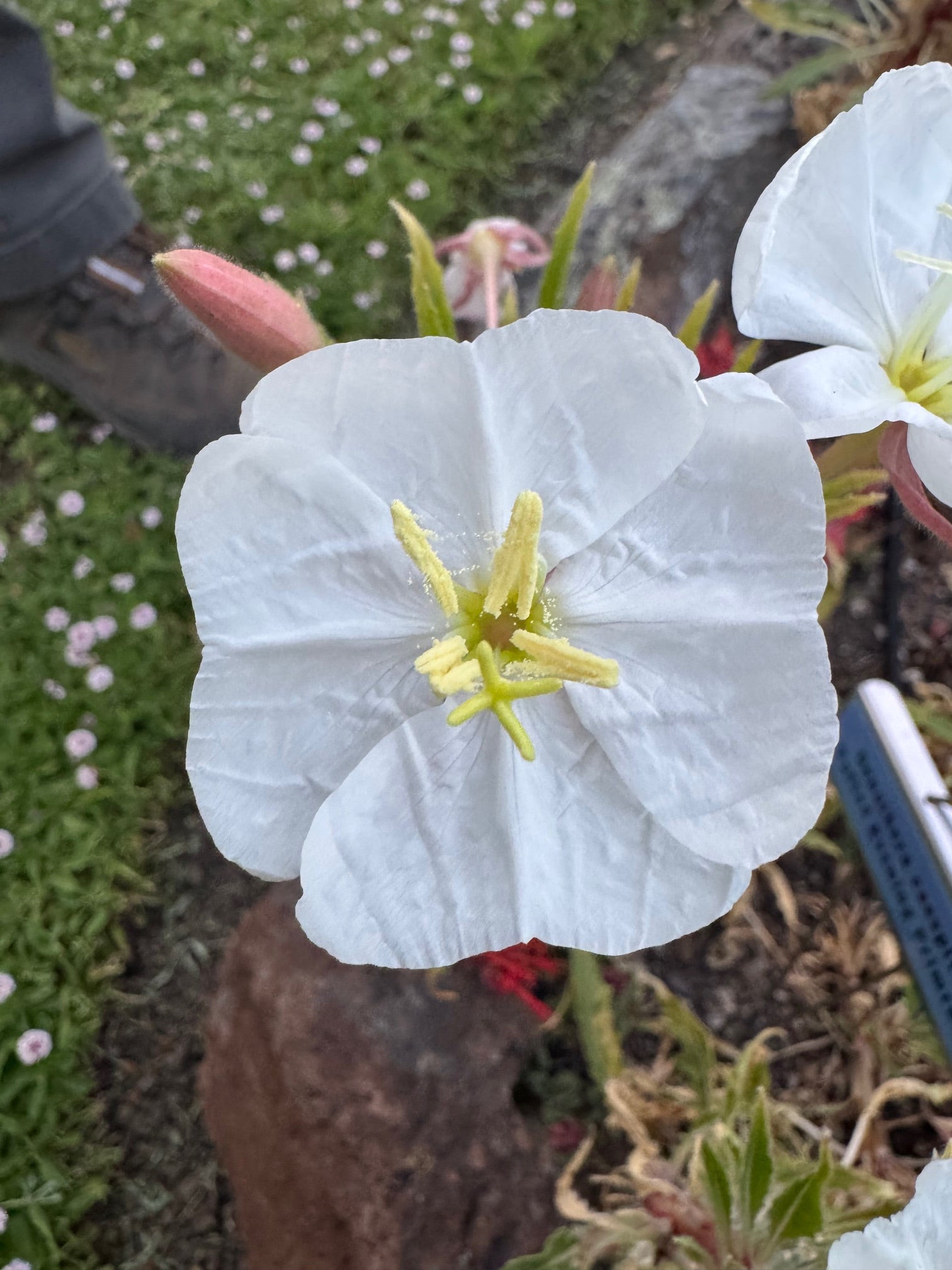 Fragrant Evening Primrose | Oenothera cespitosa seeds