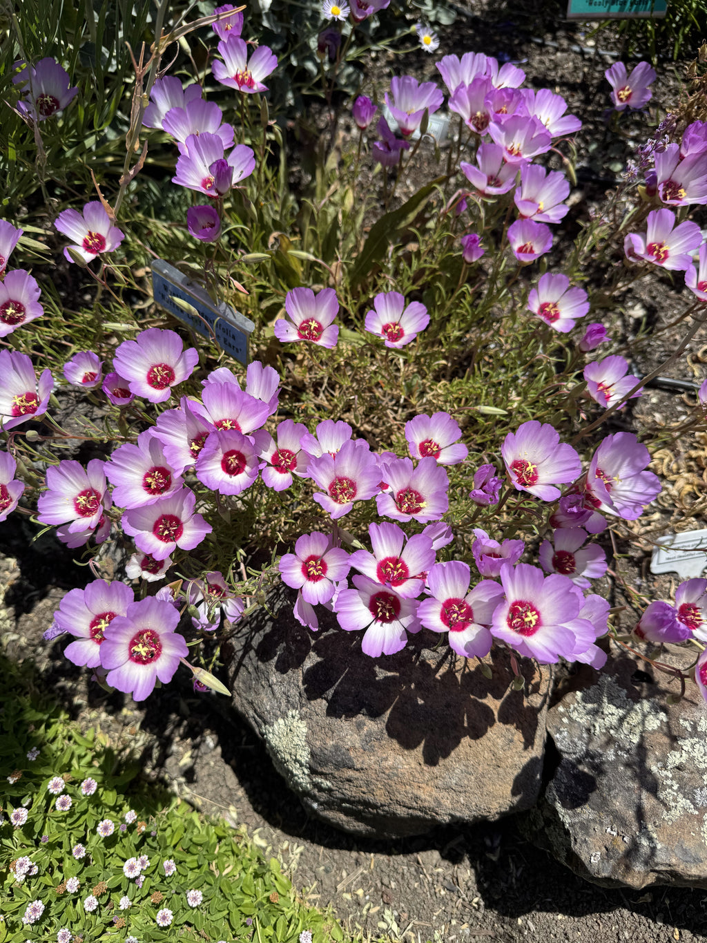 Clarkia Carnival seed set - 8 Varieties