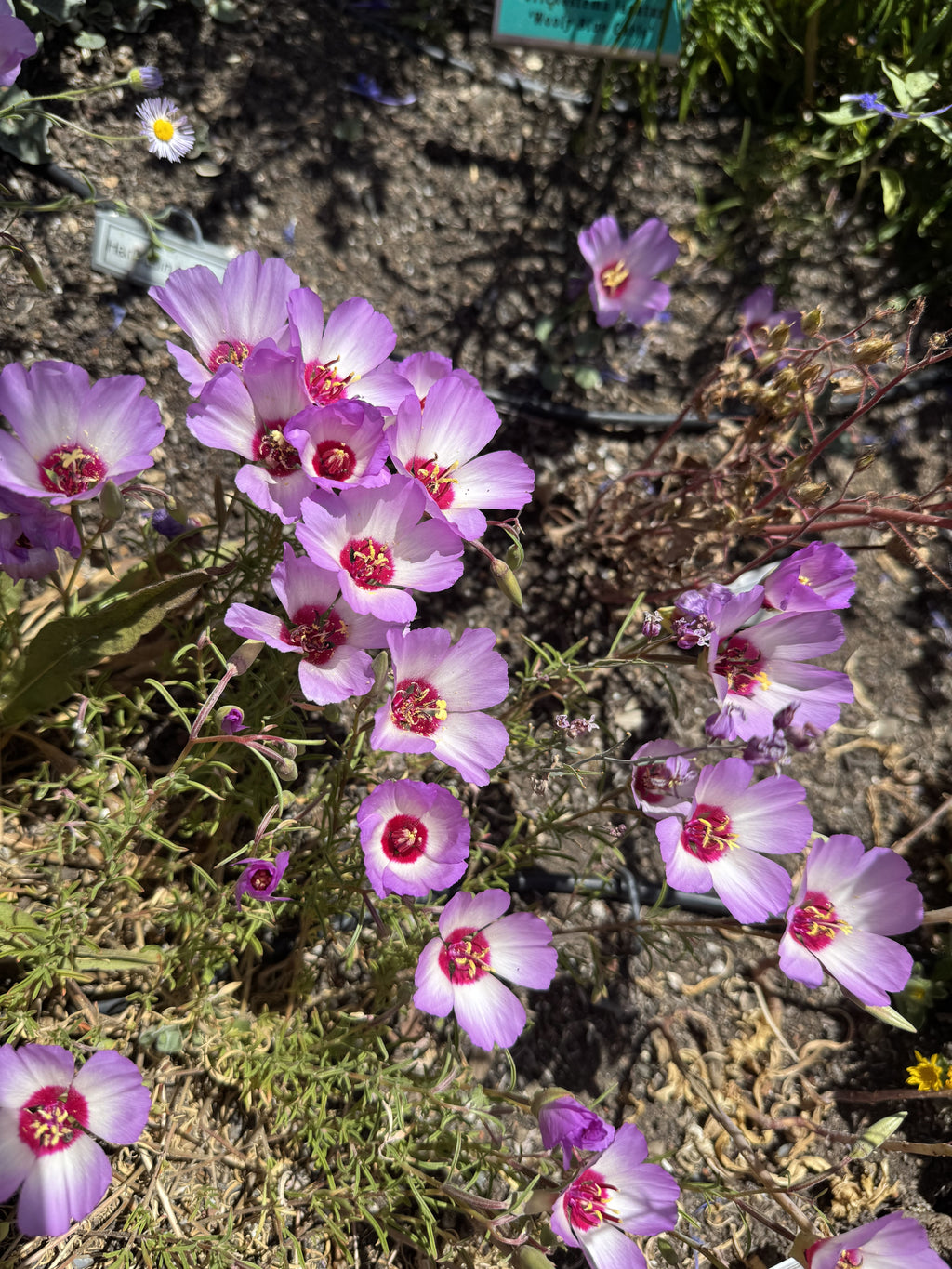 Tracy's Clarkia | Clarkia gracillis ssp. tracyi seeds