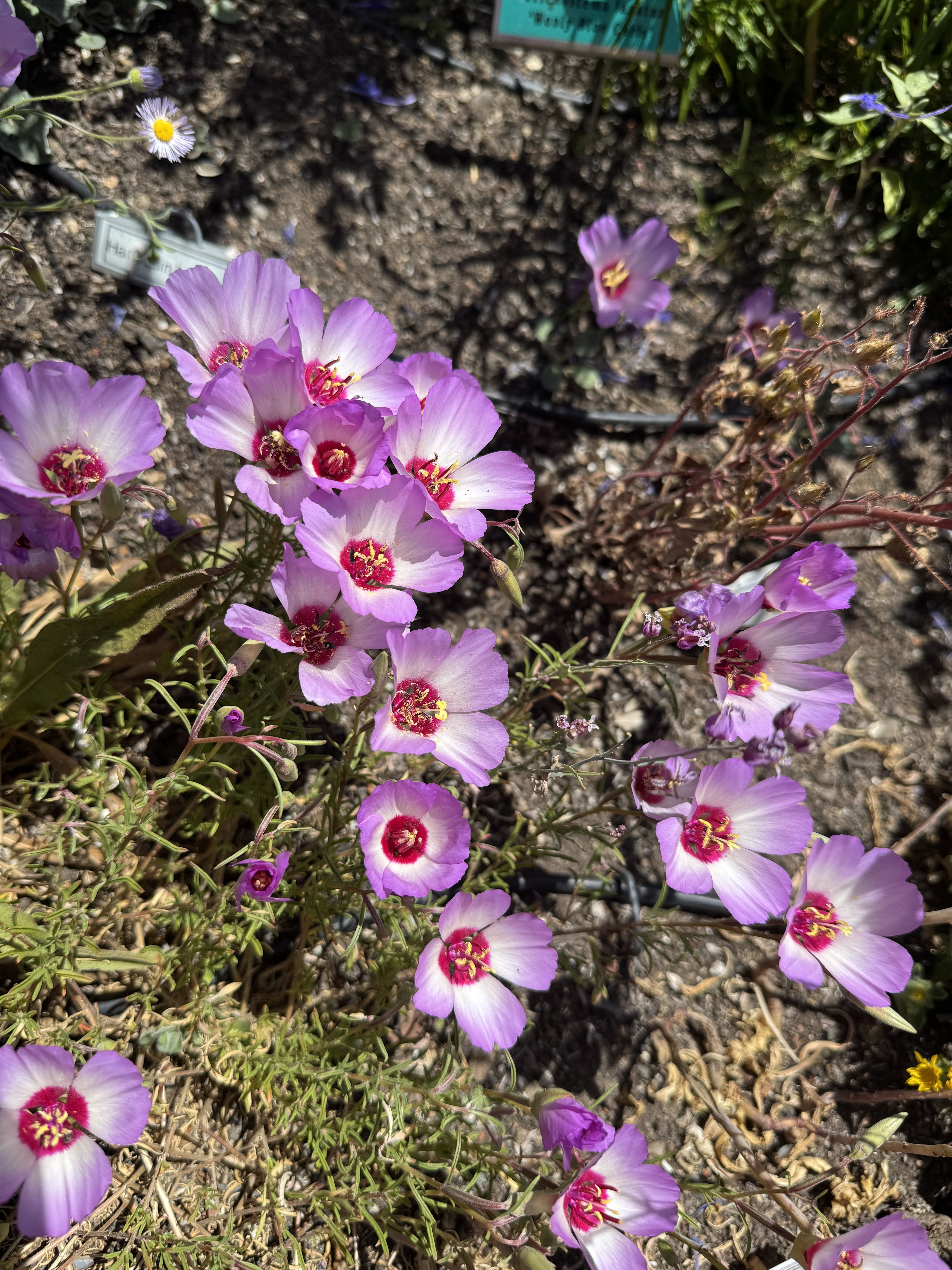 Tracy's Clarkia | Clarkia gracillis ssp. tracyi seeds