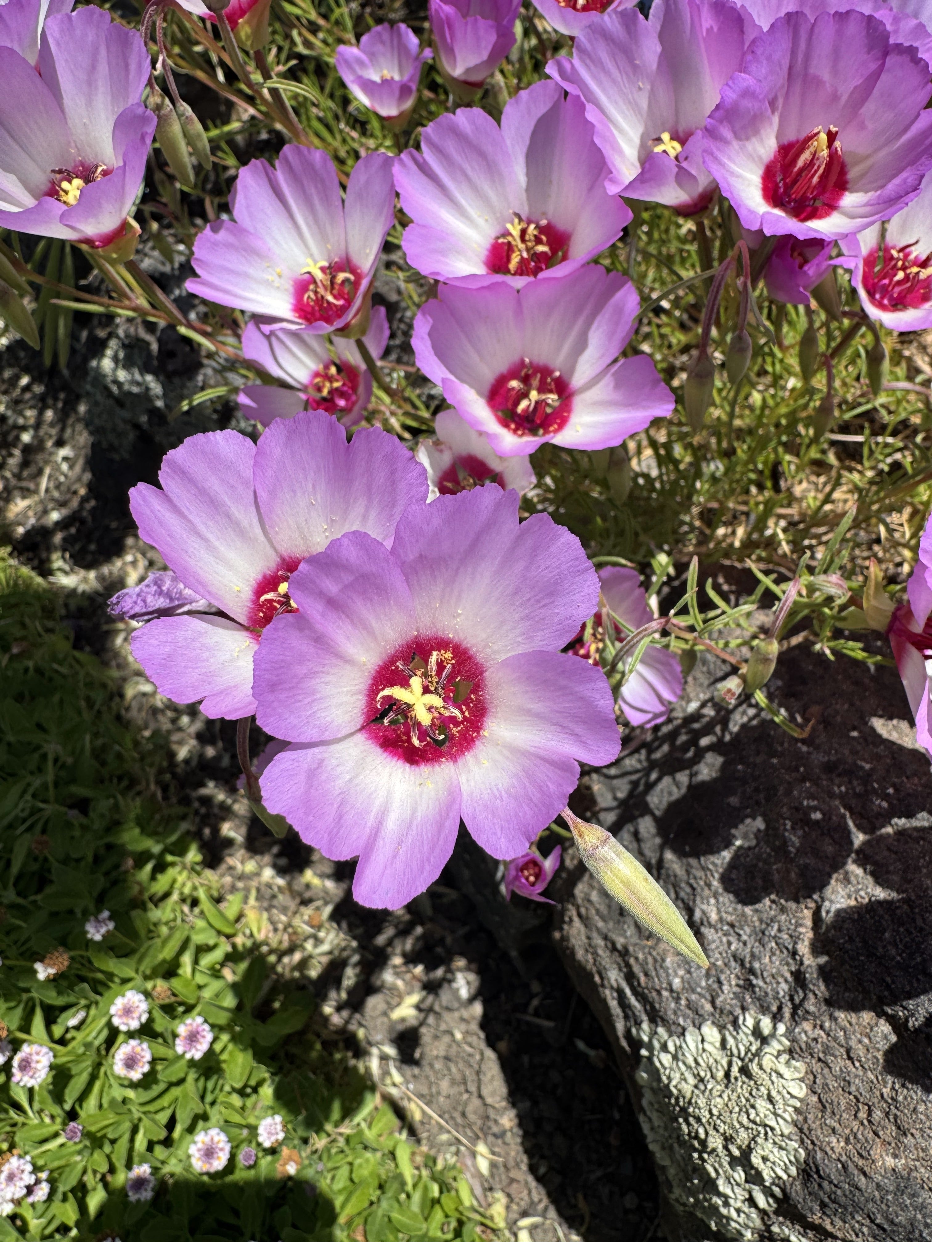 Tracy's Clarkia | Clarkia gracillis ssp. tracyi seeds