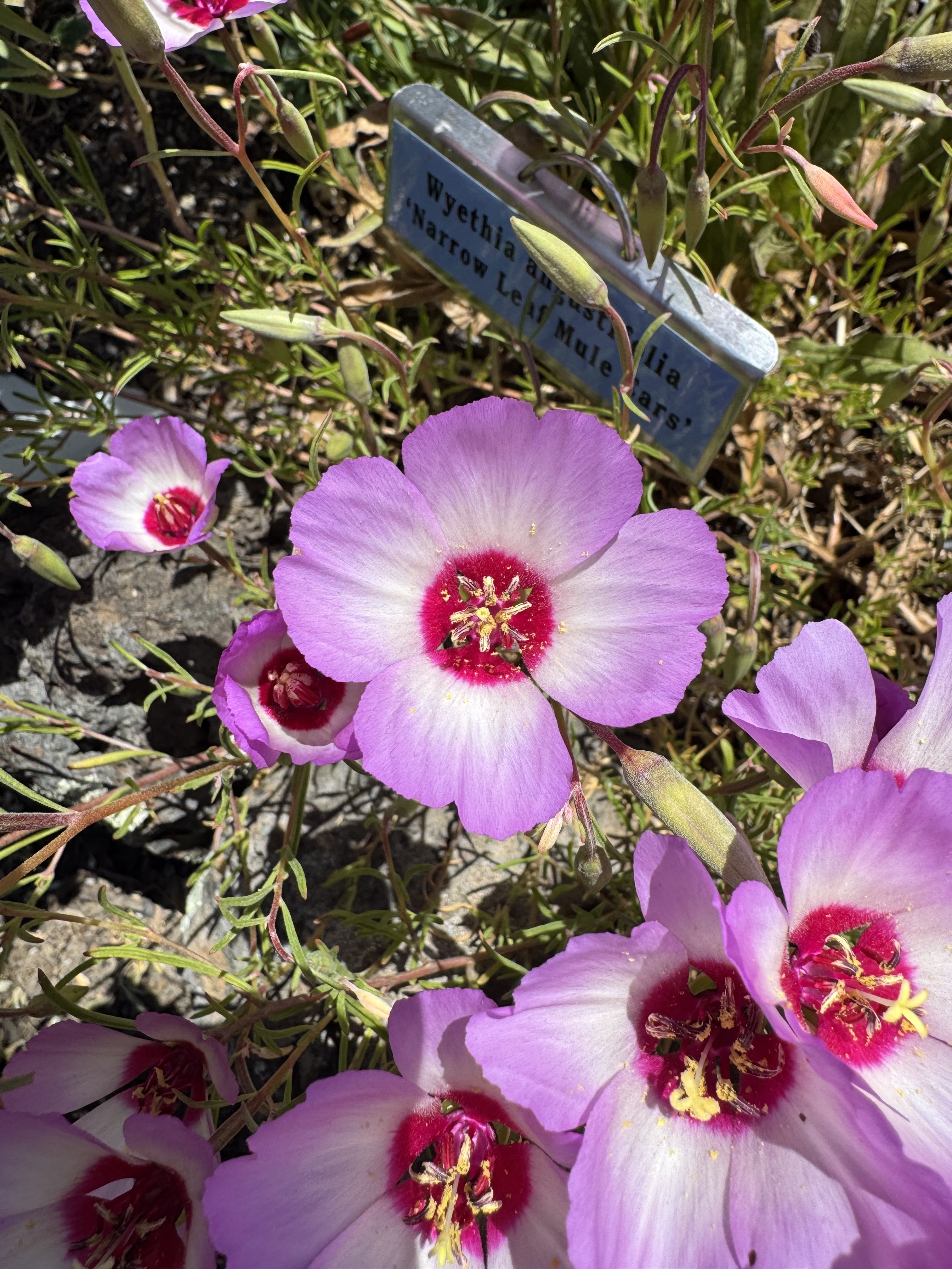 Tracy's Clarkia | Clarkia gracillis ssp. tracyi seeds