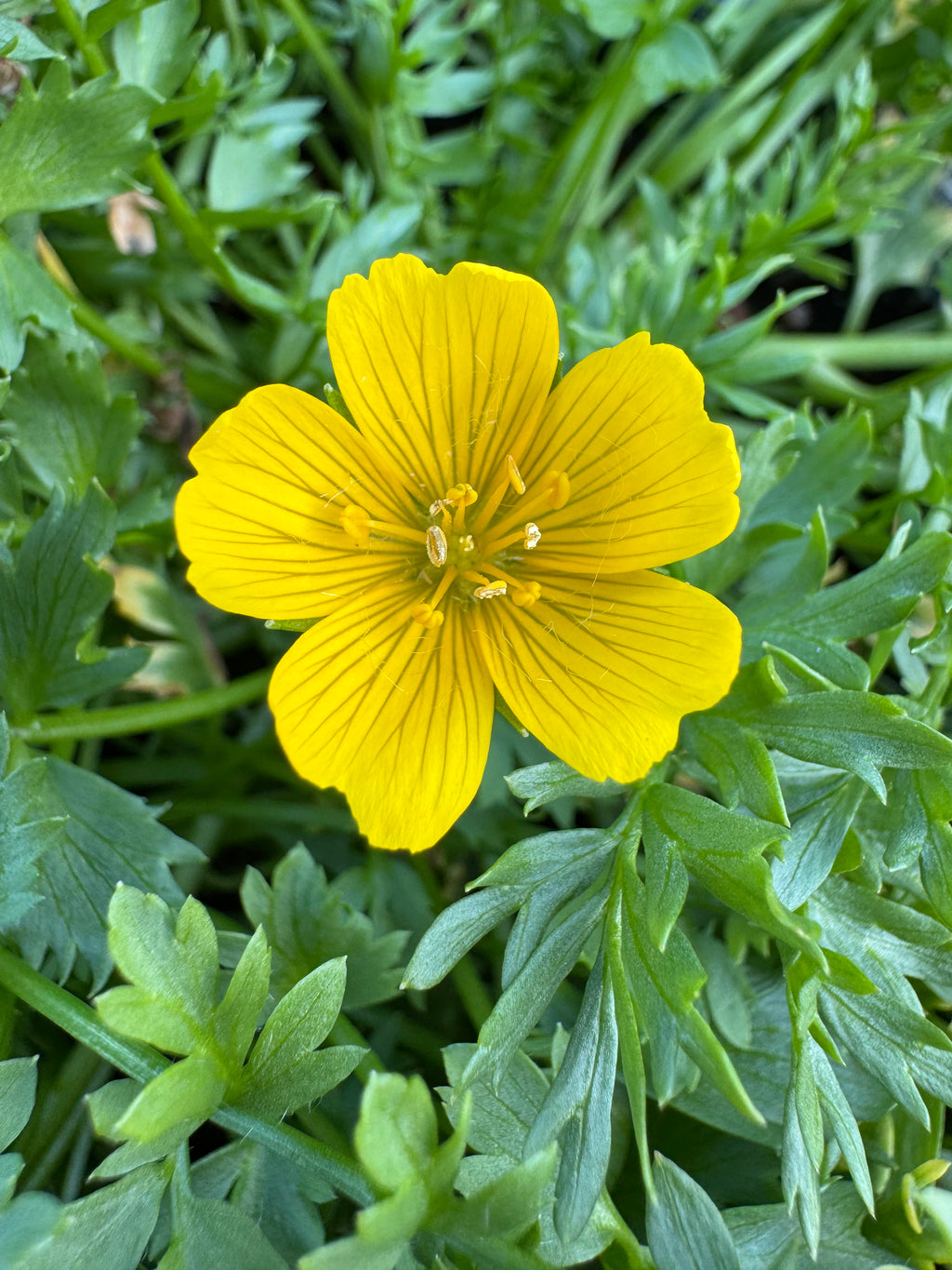 Point Reyes Meadowfoam | Limnanthes douglasii ssp. sulphurea