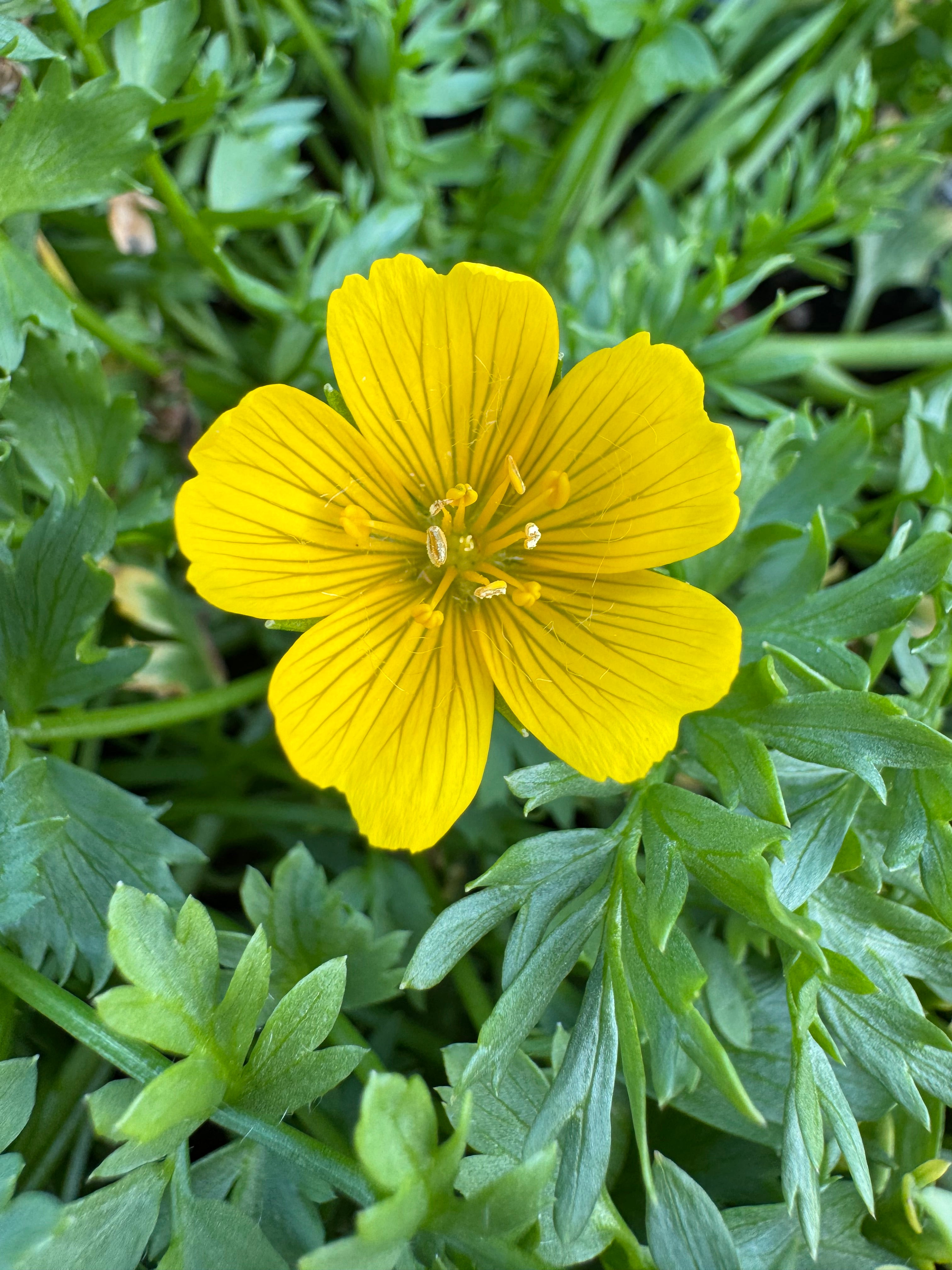 Point Reyes Meadowfoam | Limnanthes douglasii ssp. sulphurea