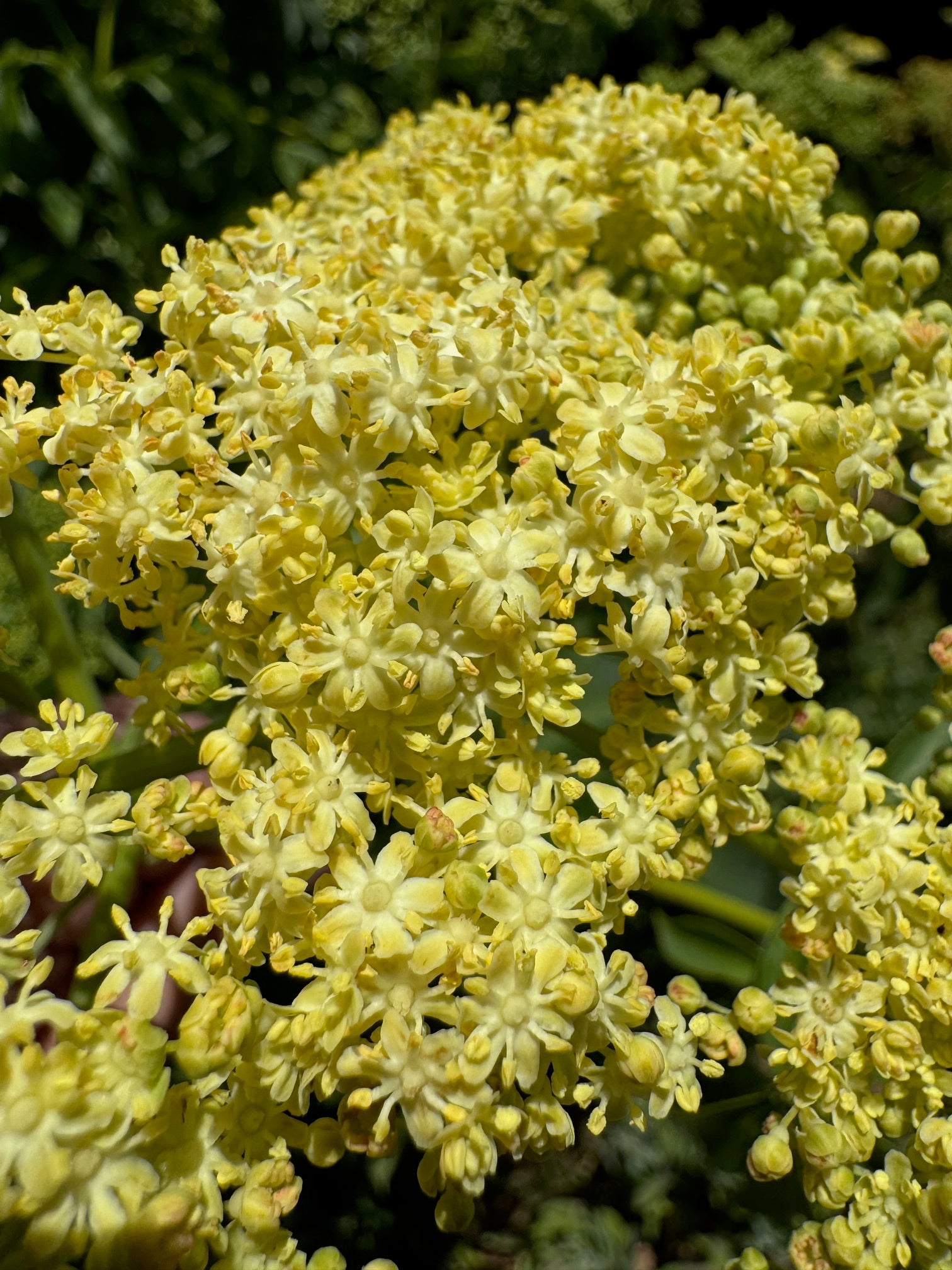 Blue Elderberry | Sambucus nigra ssp. caerulea seeds