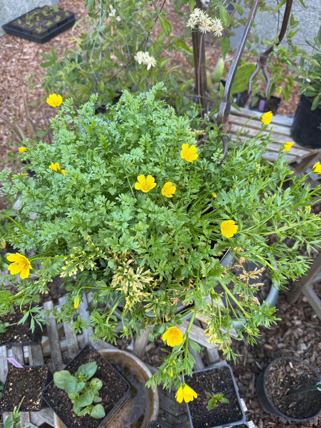 Point Reyes Meadowfoam | Limnanthes douglasii ssp. sulphurea