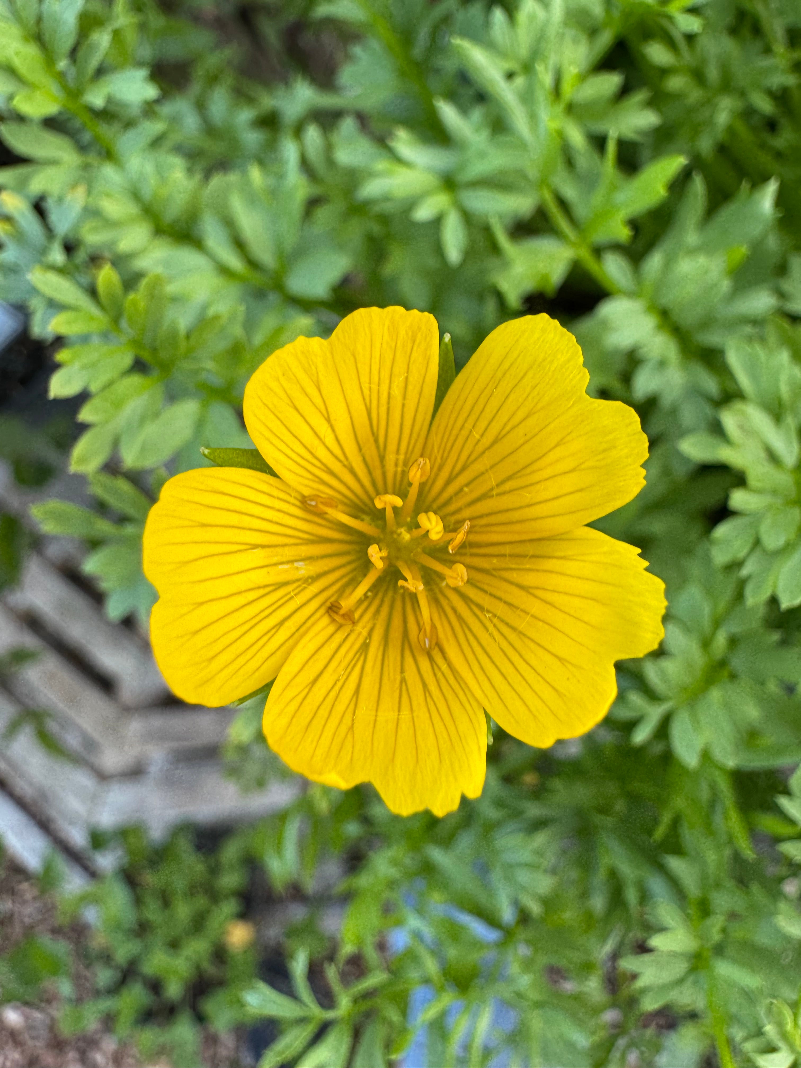 Point Reyes Meadowfoam | Limnanthes douglasii ssp. sulphurea