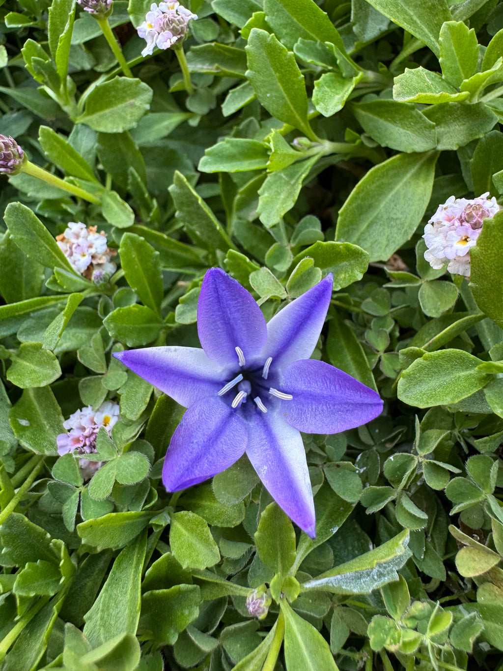 Ithuriel's Spear | Triteleia laxa