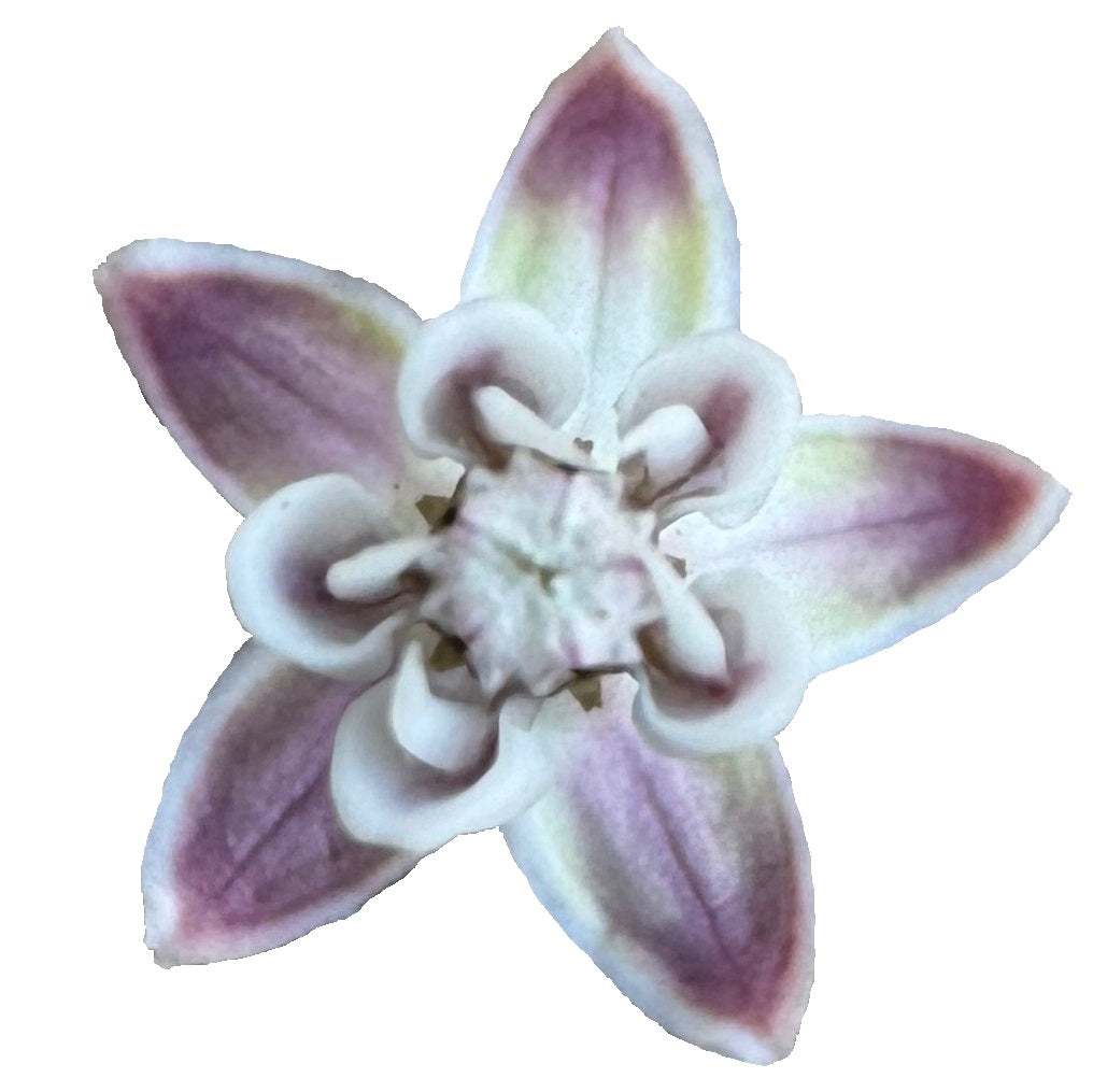 Narrow Leaf Milkweed | Asclepias fascicularis seeds