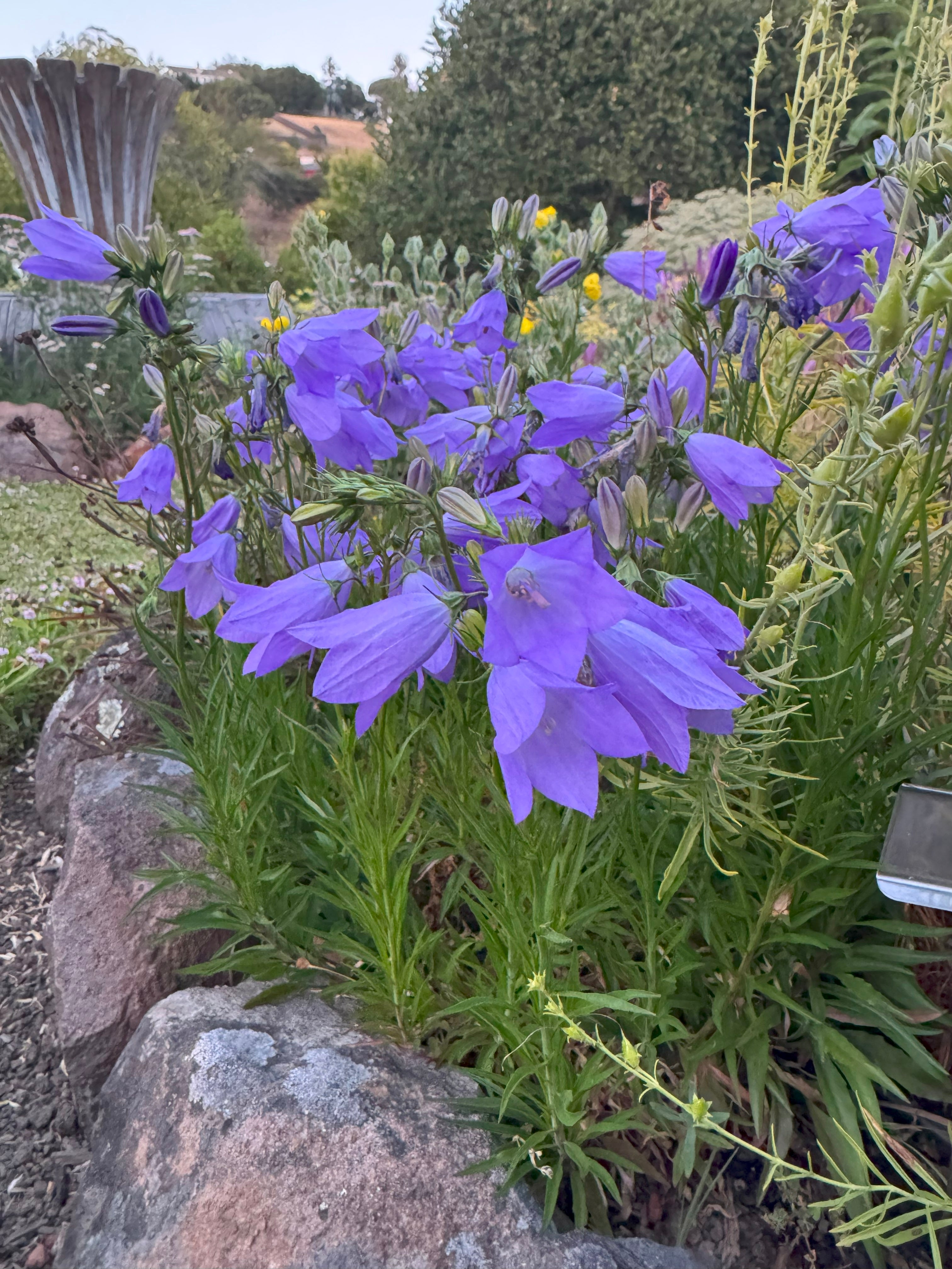 Round Leaf Harebell | Campanula rotundifolia seeds