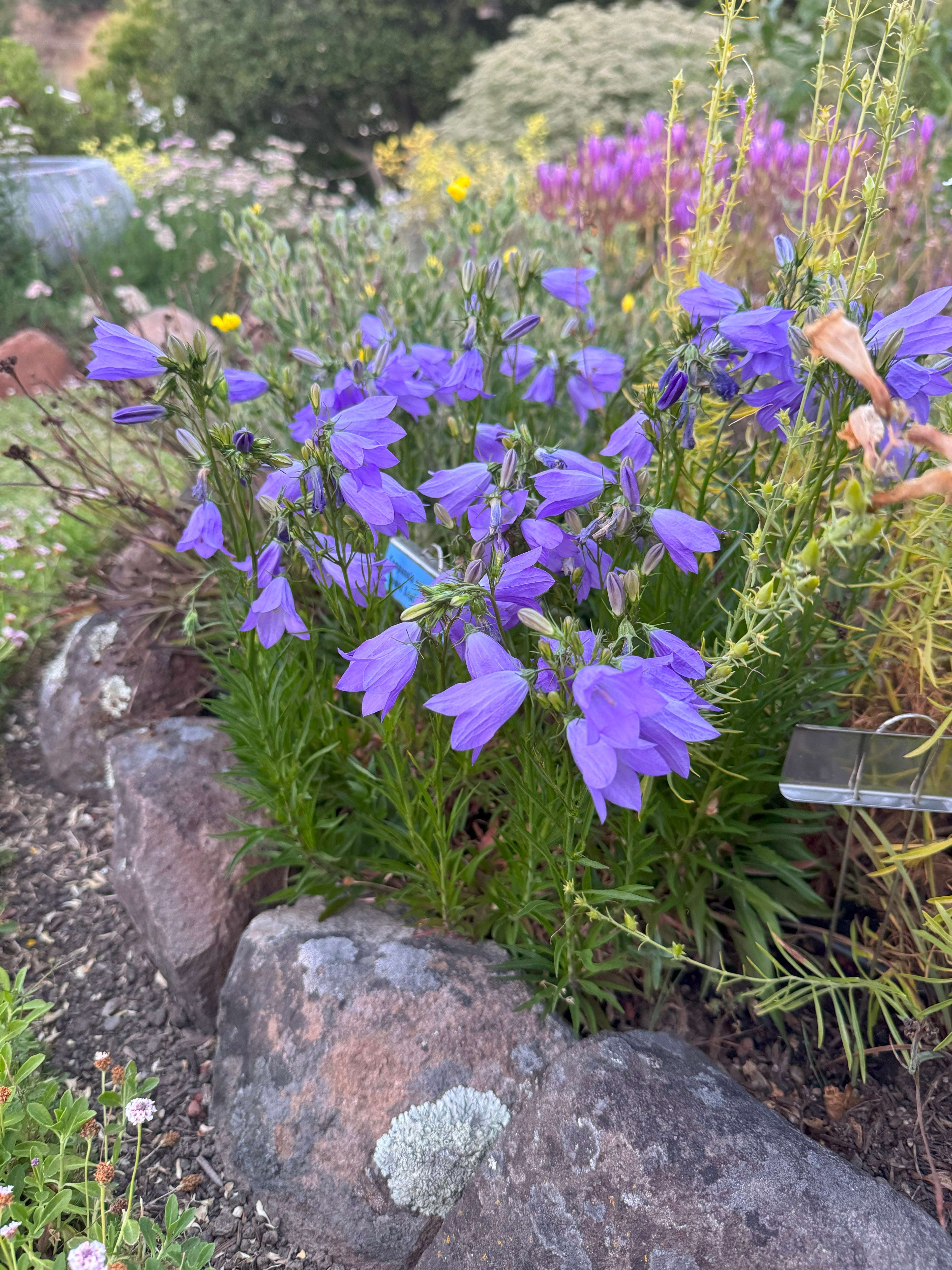 Round Leaf Harebell | Campanula rotundifolia seeds