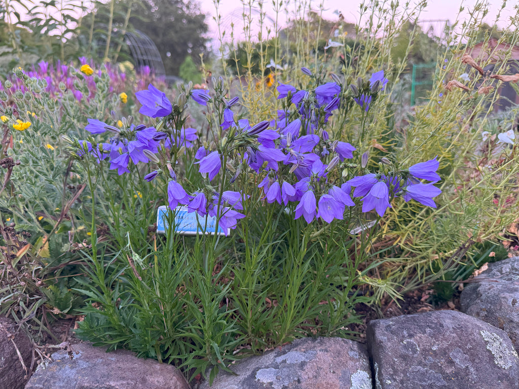 Round Leaf Harebell | Campanula rotundifolia seeds