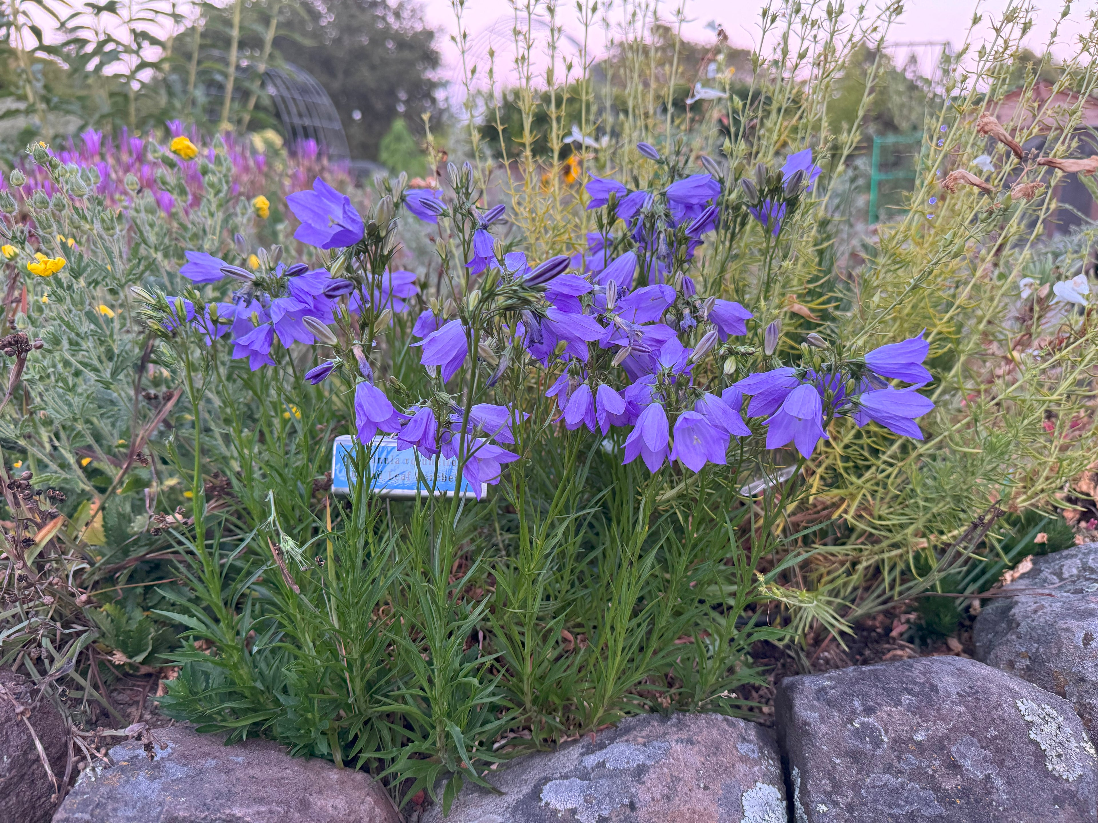 Round Leaf Harebell | Campanula rotundifolia seeds