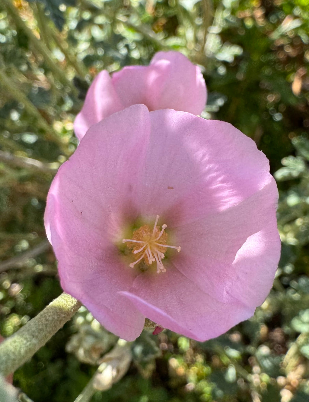 Desert Globemallow | Sphaeralcea ambigua