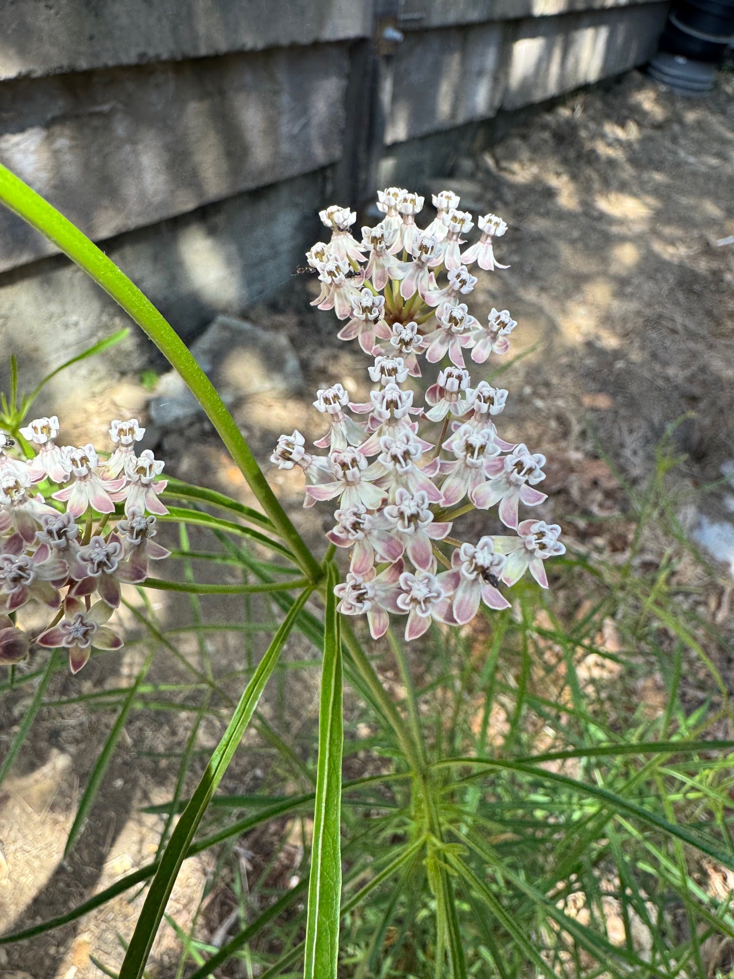 Narrow Leaf Milkweed | Asclepias fascicularis seeds