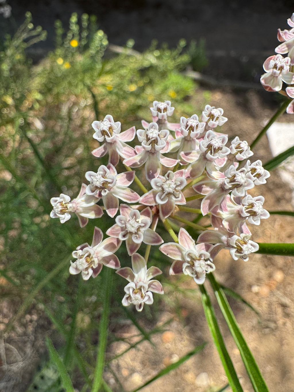 Narrow Leaf Milkweed | Asclepias fascicularis