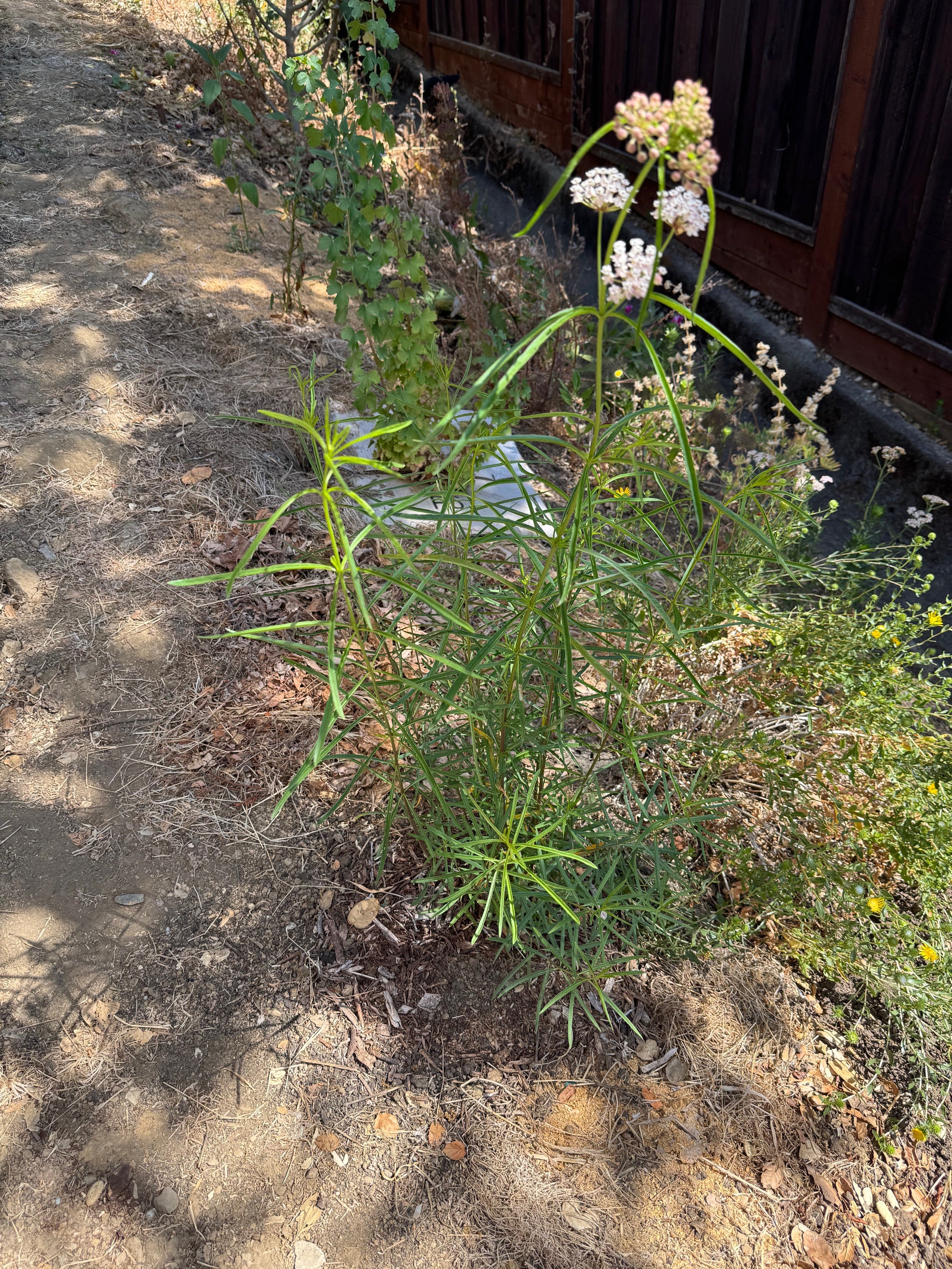 Narrow Leaf Milkweed | Asclepias fascicularis seeds