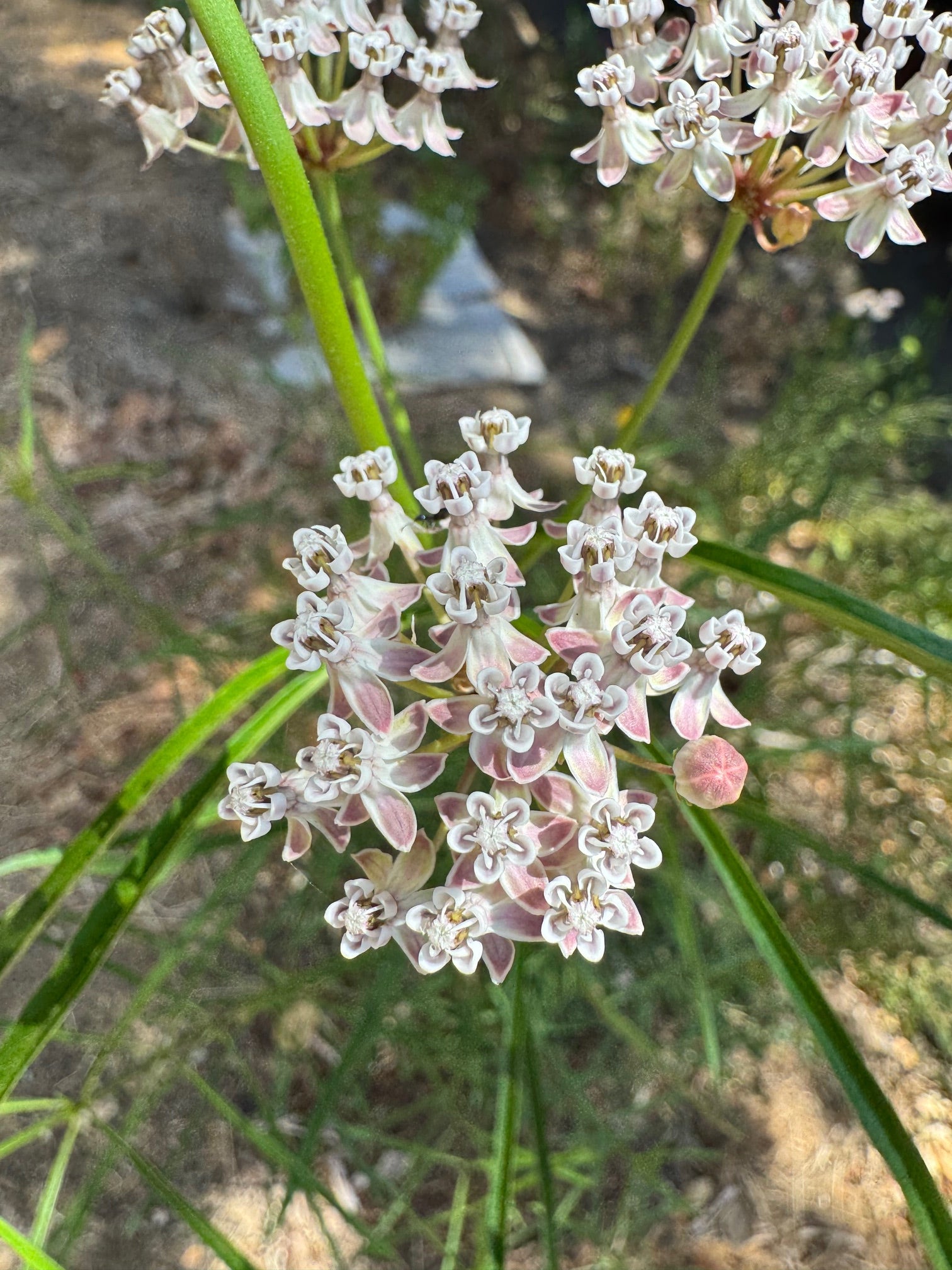 Narrow Leaf Milkweed | Asclepias fascicularis seeds