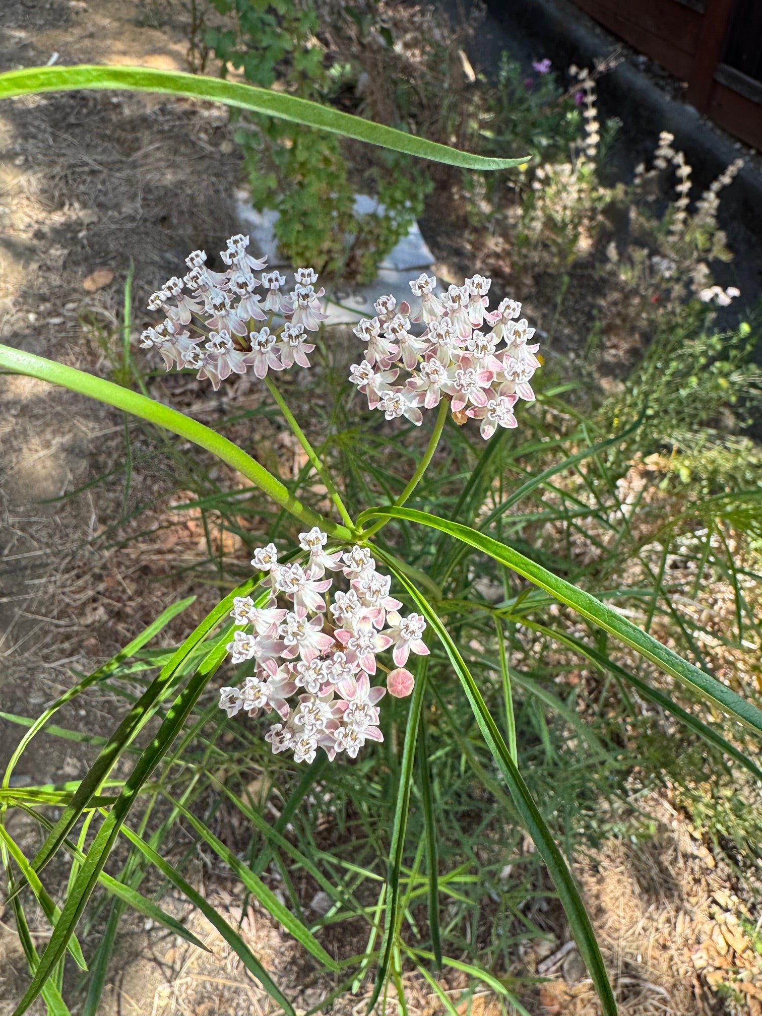 Narrow Leaf Milkweed | Asclepias fascicularis seeds