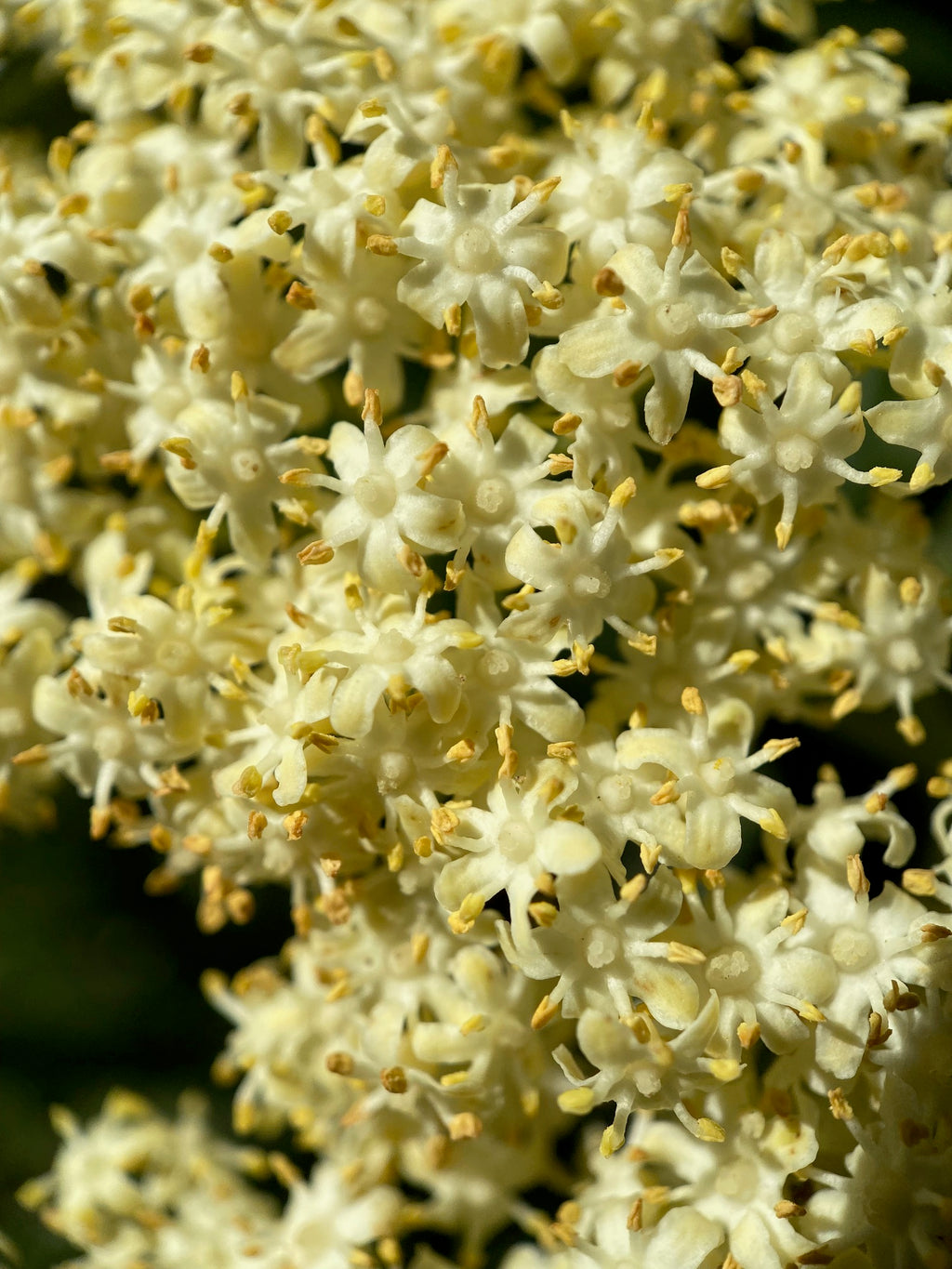 Blue Elderberry | Sambucus nigra ssp. caerulea seeds