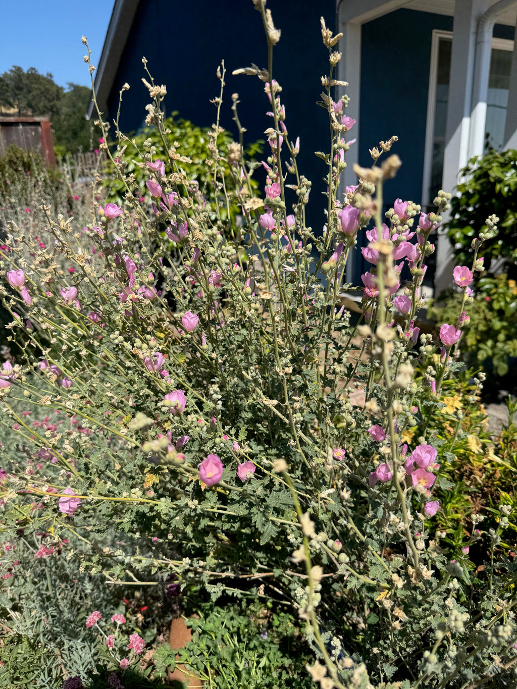 Desert Globemallow | Sphaeralcea ambigua