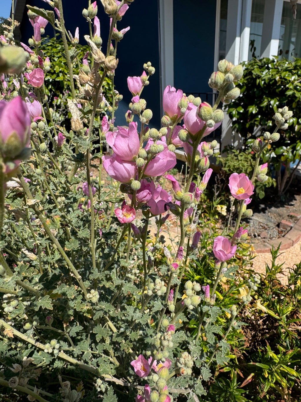 Desert Globemallow | Sphaeralcea ambigua