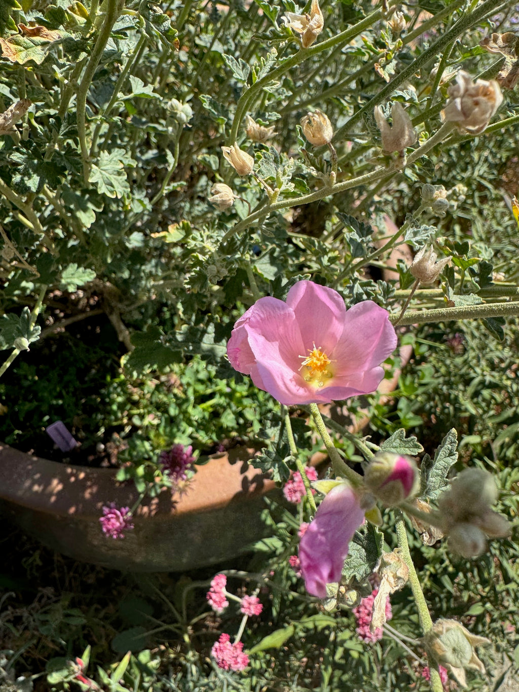 Desert Globemallow | Sphaeralcea ambigua