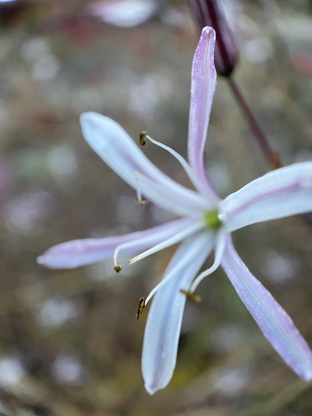 Soap Plant | Chlorogalum pomeridianum