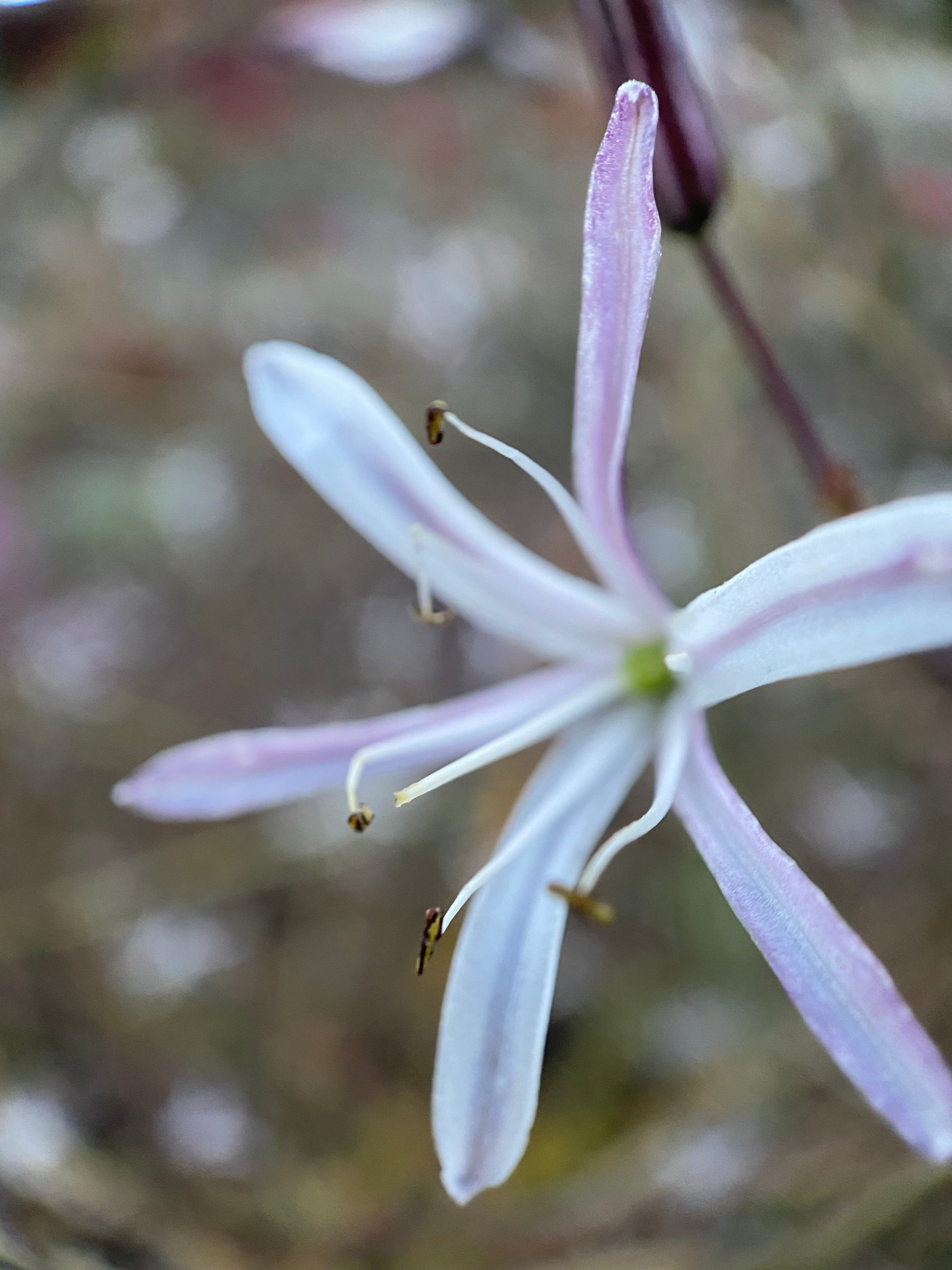 Soap Plant | Chlorogalum pomeridianum