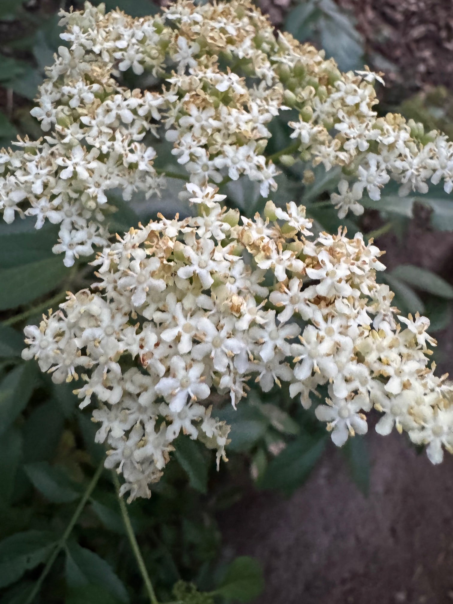 elderberry plant seeds Blue Elderberry