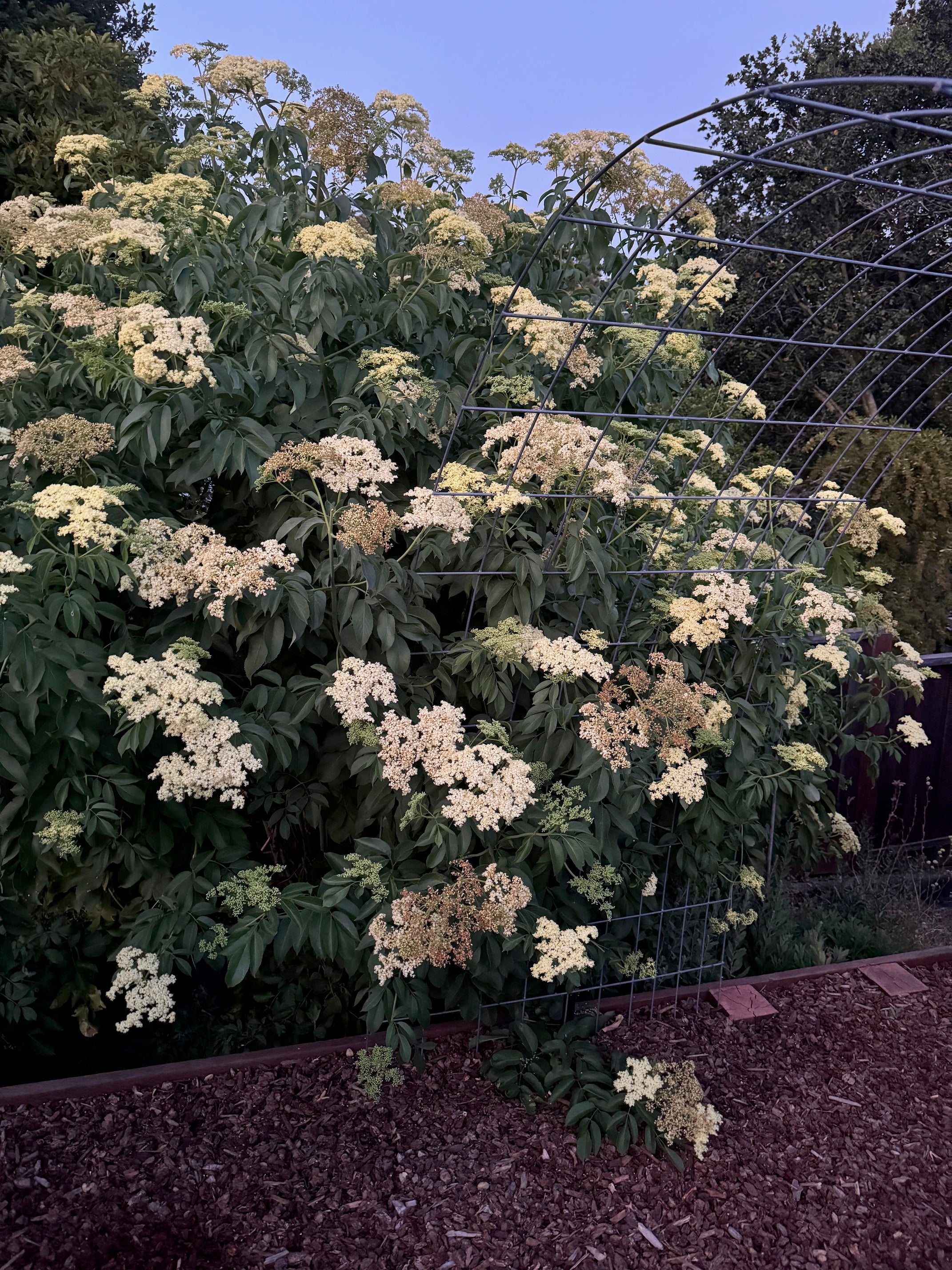 Blue Elderberry | Sambucus nigra ssp. caerulea seeds