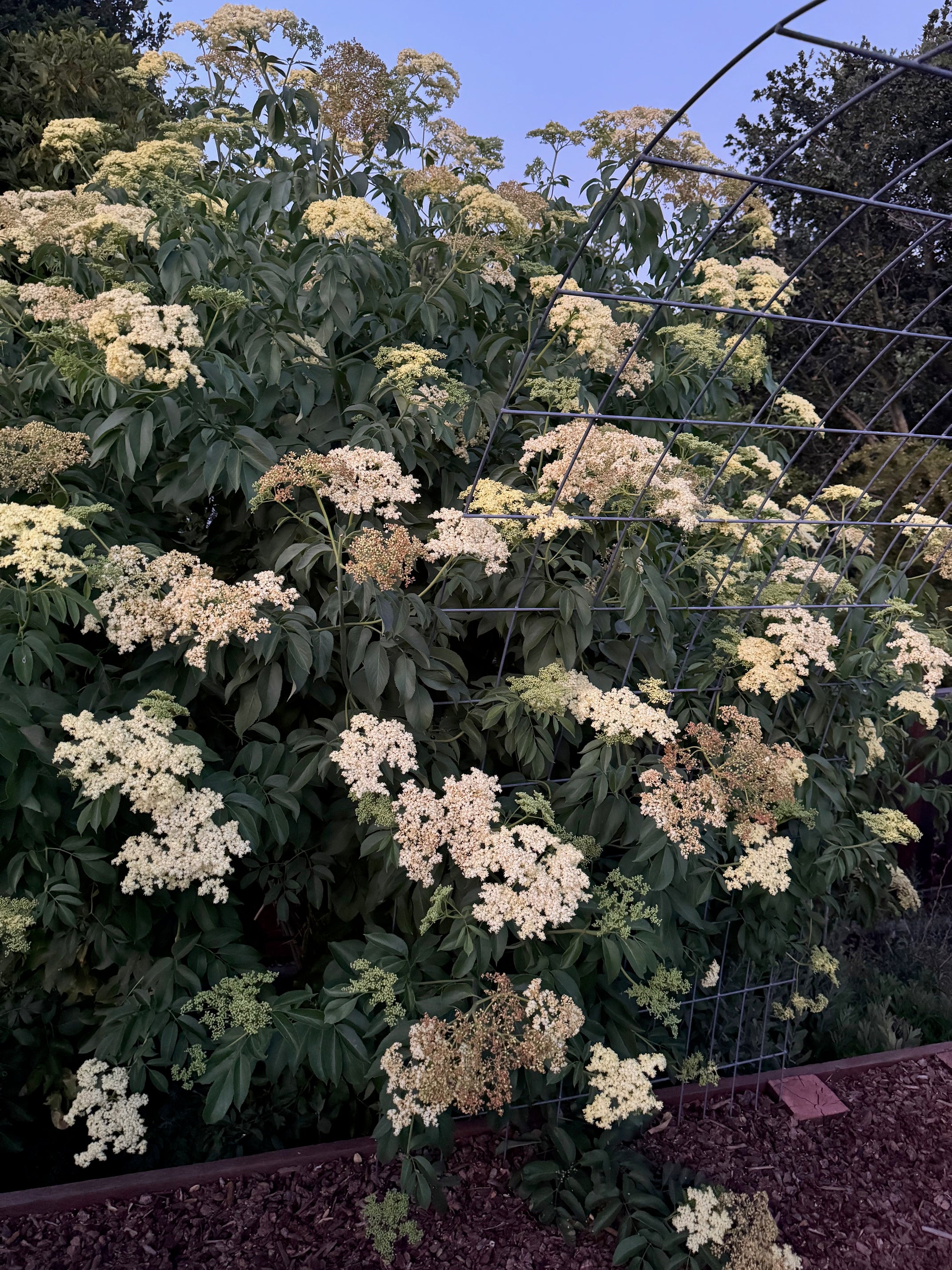 Blue Elderberry | Sambucus nigra ssp. caerulea seeds