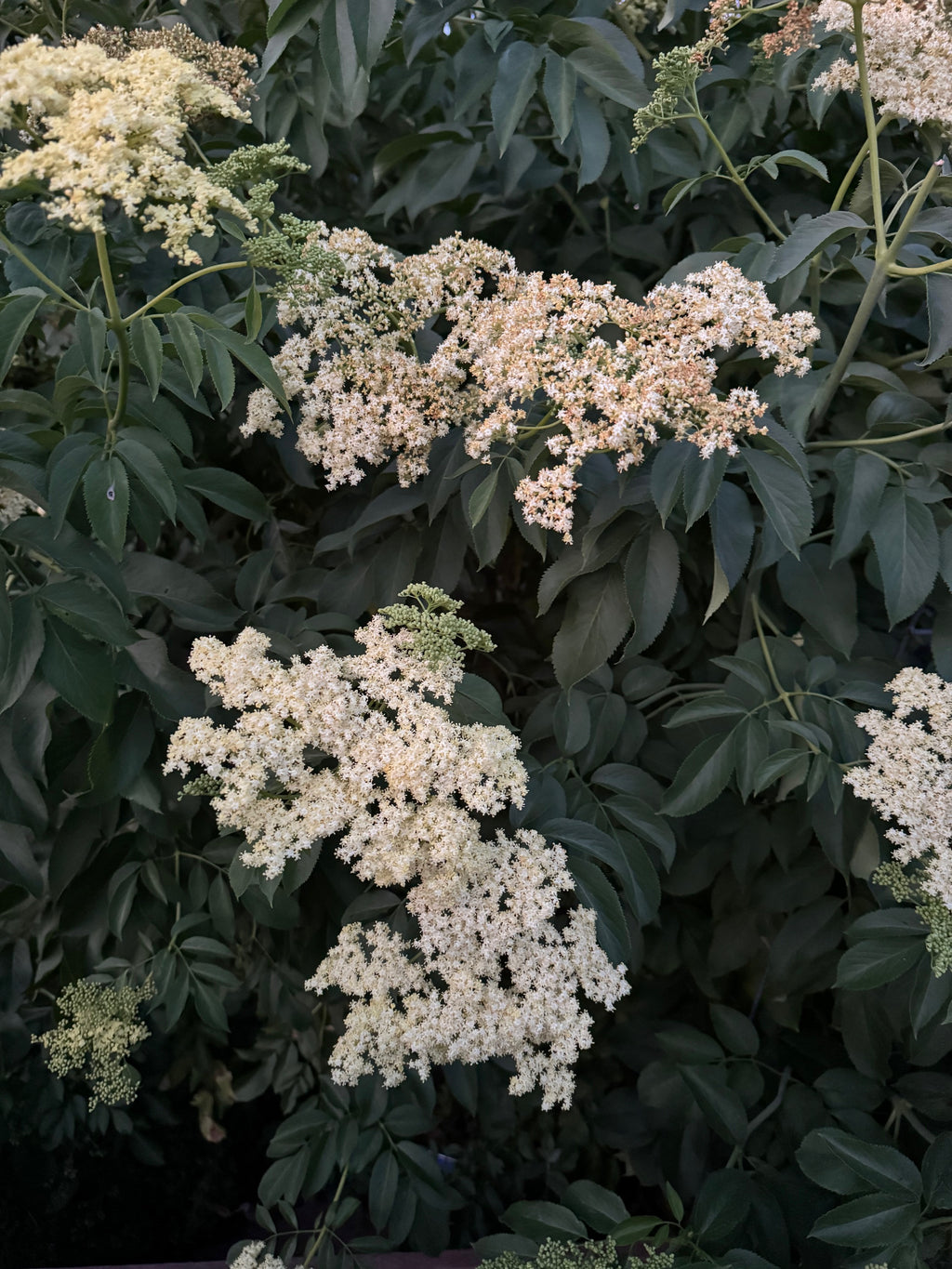 Blue Elderberry | Sambucus nigra ssp. caerulea seeds