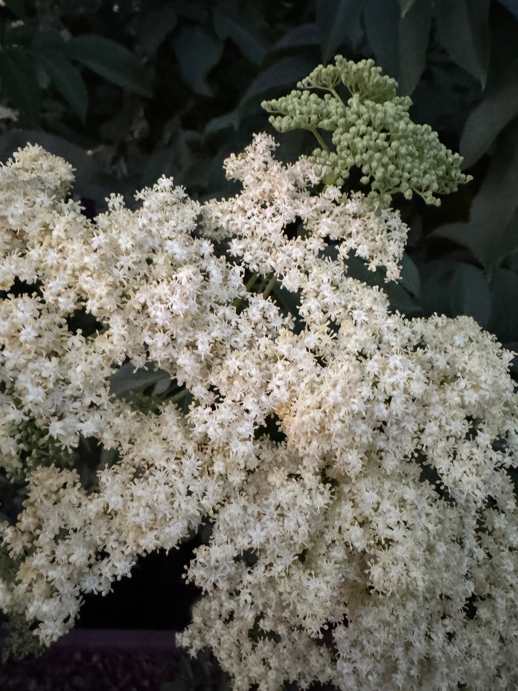 Blue Elderberry | Sambucus nigra ssp. caerulea seeds