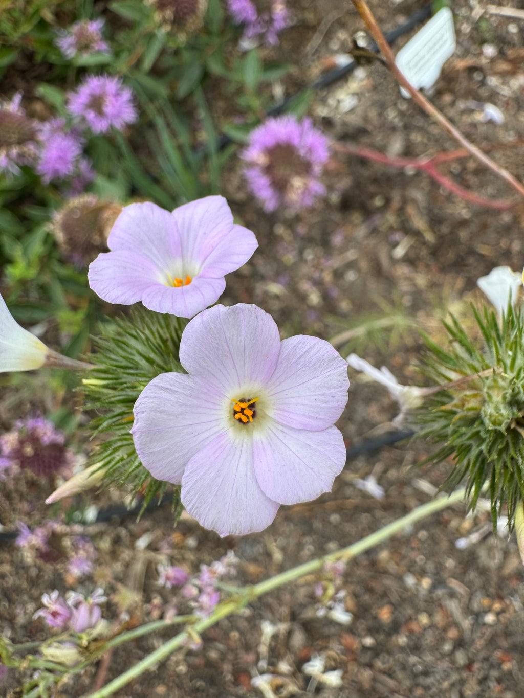 Largeflower Linanthus | Leptosiphon grandiflorus seeds