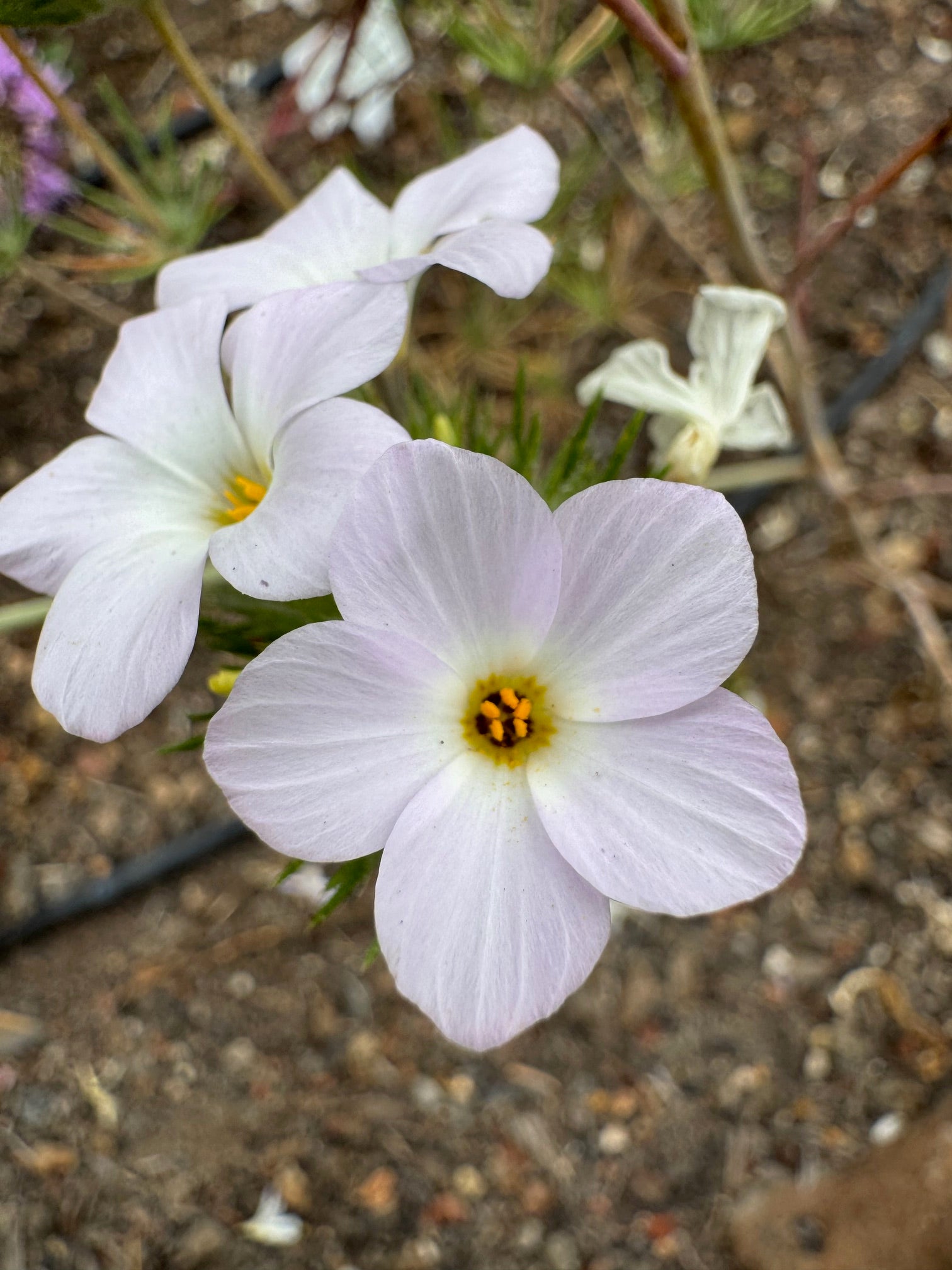 Largeflower Linanthus | Leptosiphon grandiflorus seeds