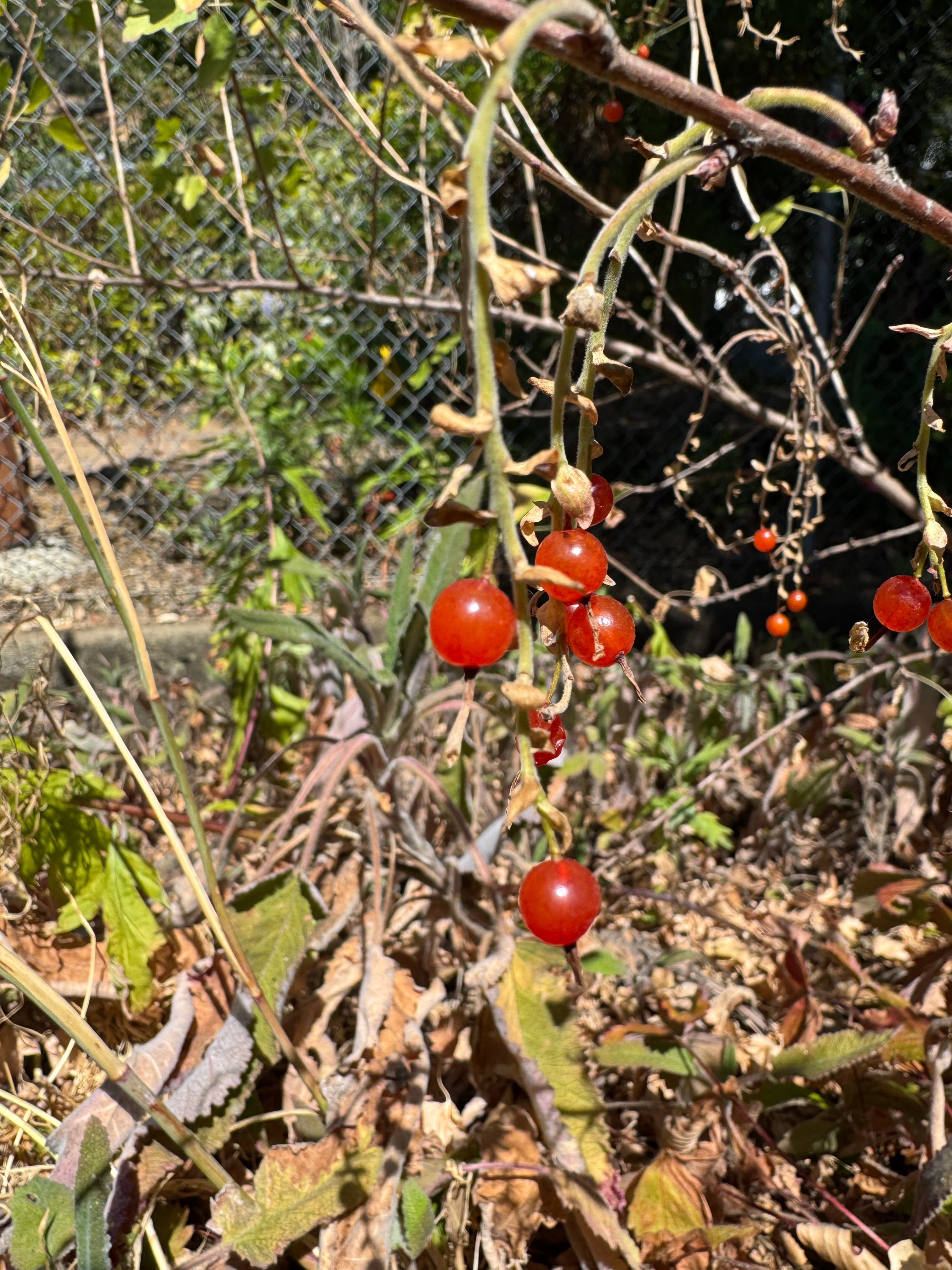 Golden Currant | Ribes aureum var gracillimum seeds