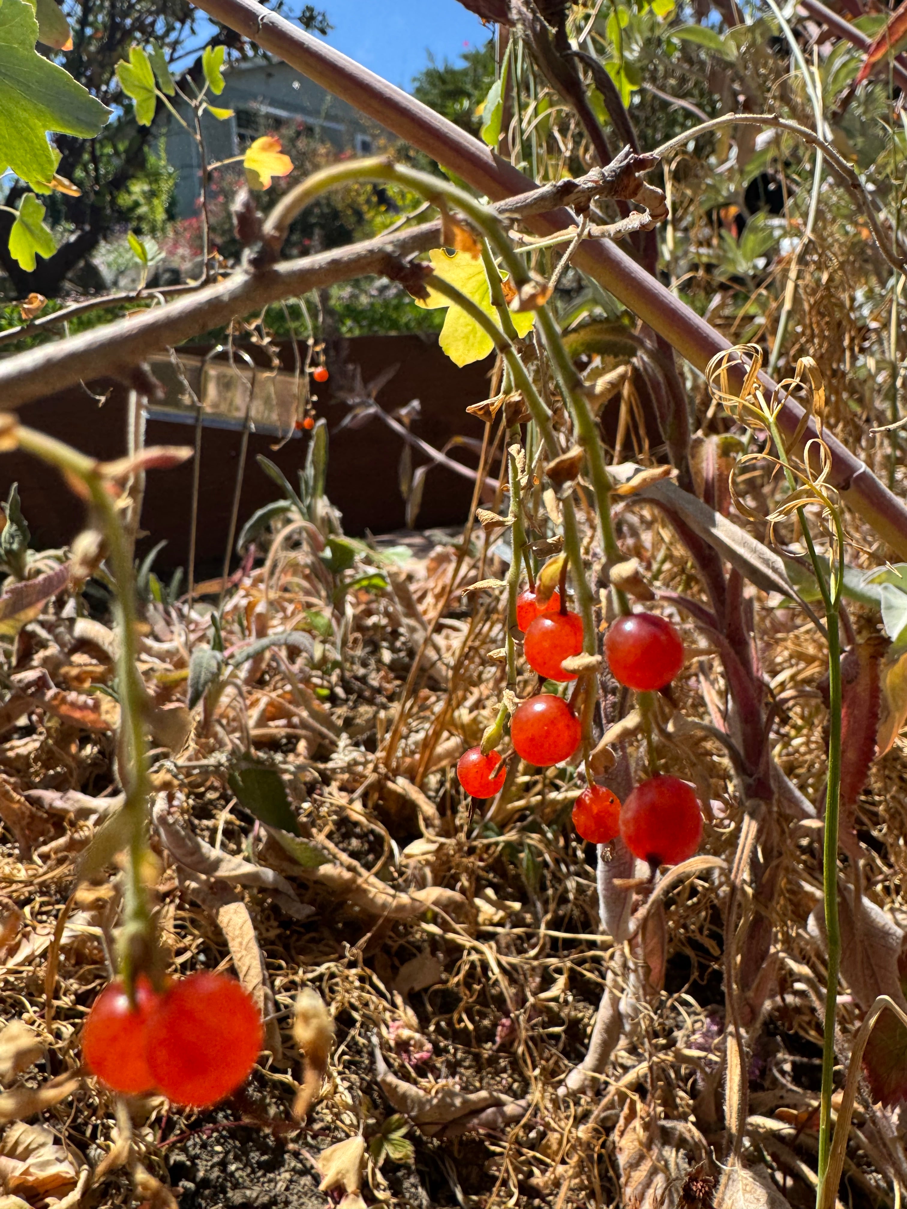 Golden Currant | Ribes aureum var gracillimum seeds