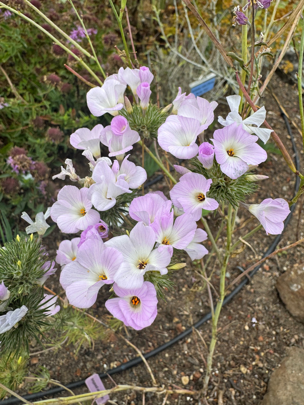 Largeflower Linanthus | Leptosiphon grandiflorus seeds