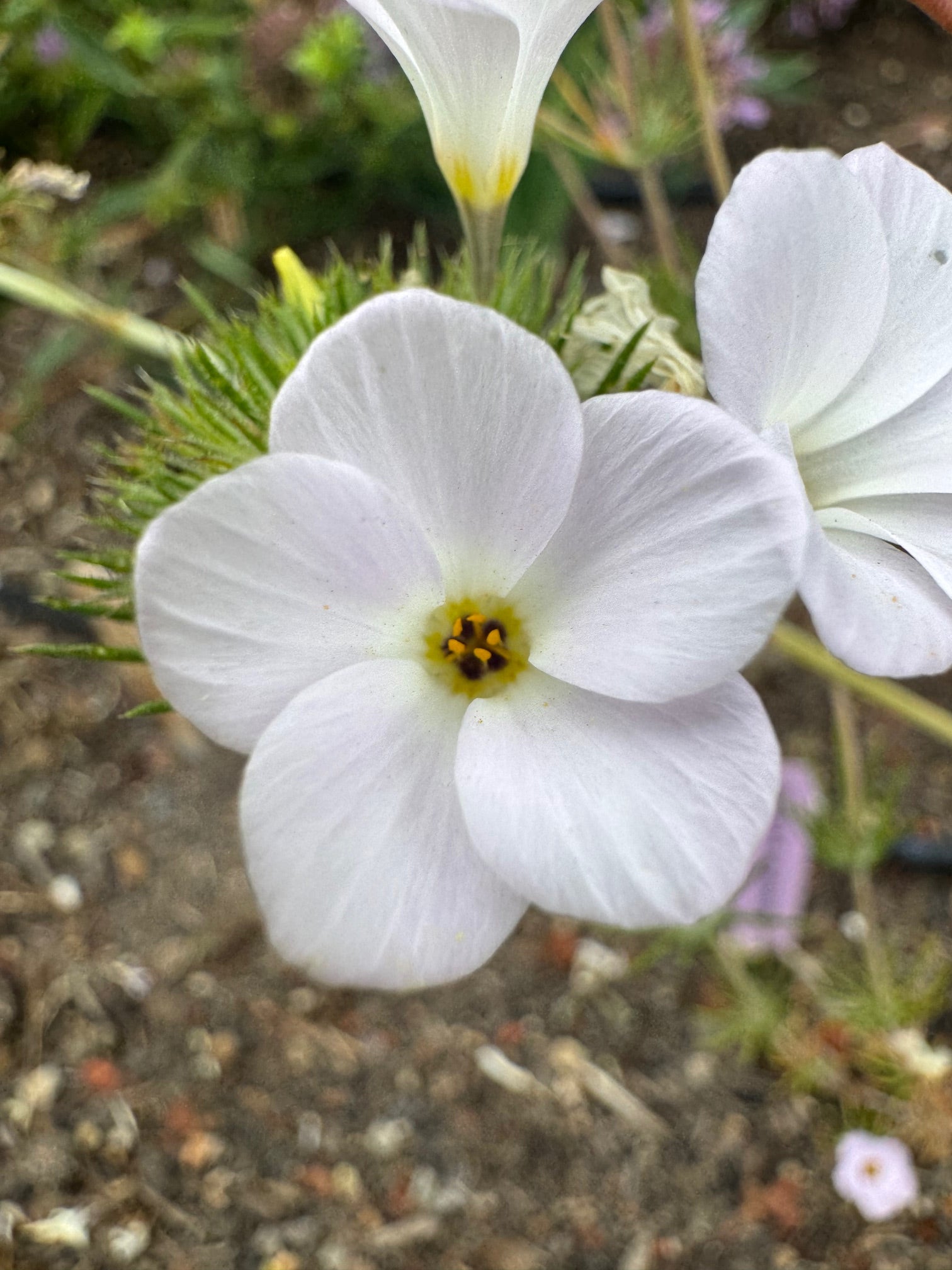 Largeflower Linanthus | Leptosiphon grandiflorus seeds