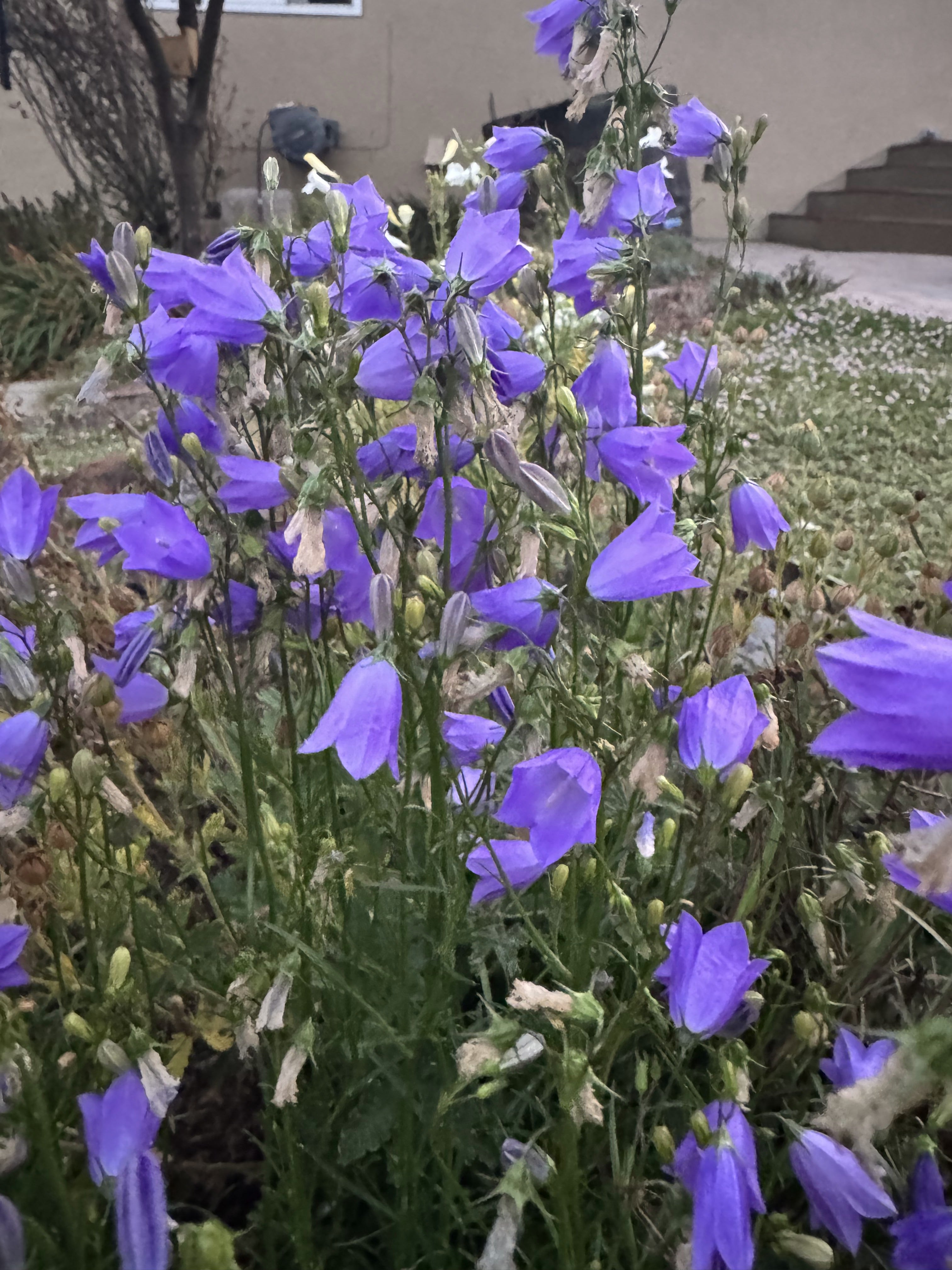 Round Leaf Harebell | Campanula rotundifolia seeds